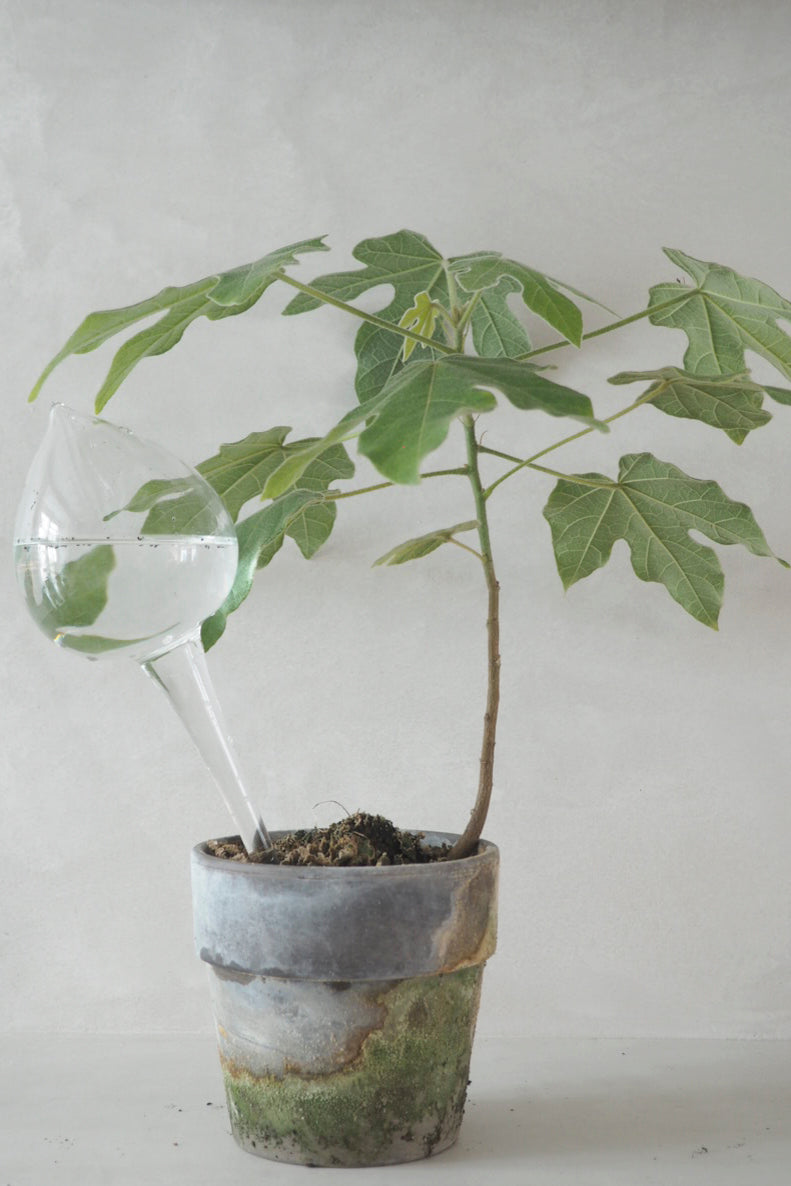 Selvvandingsglas, drop