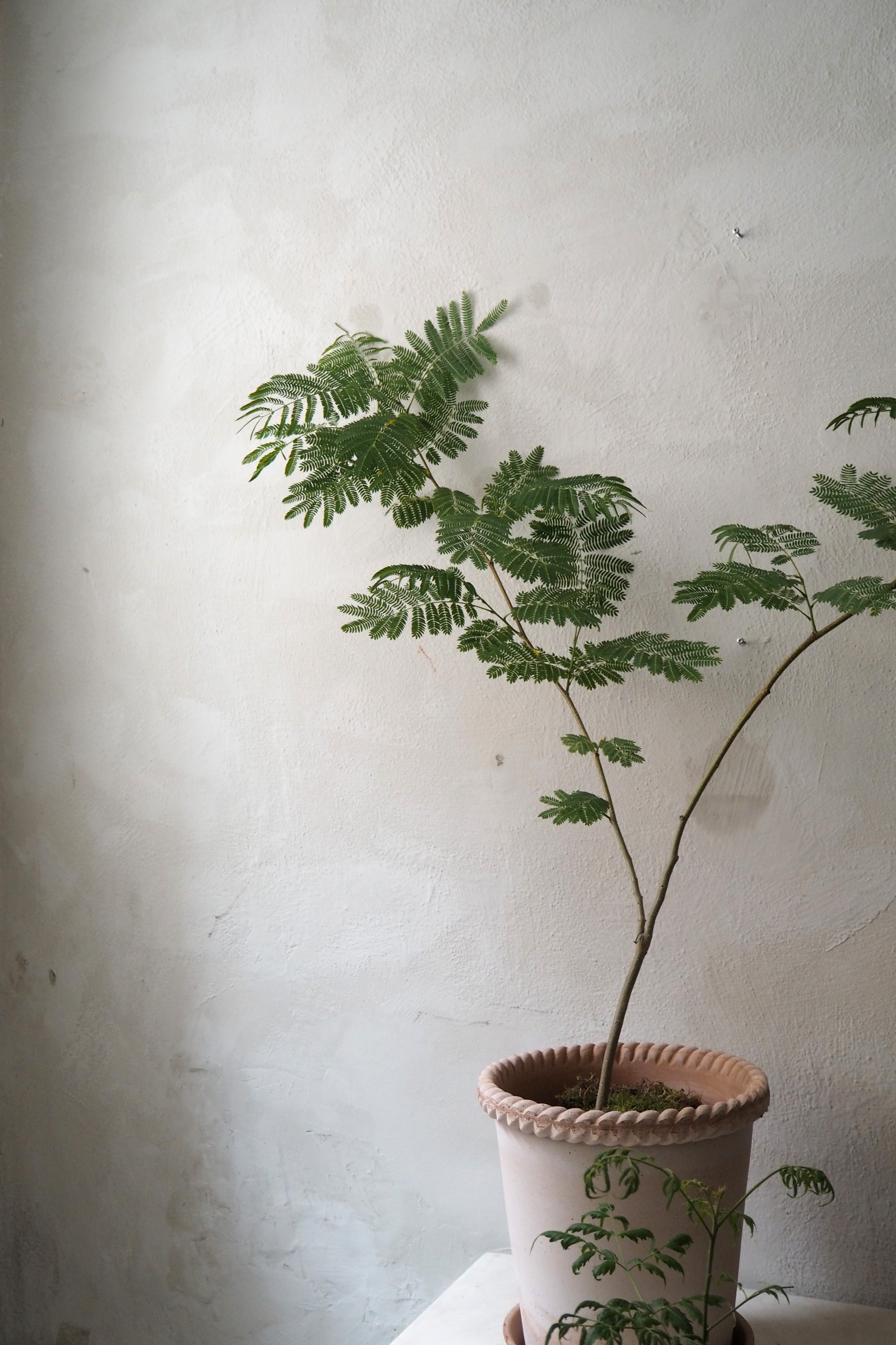 Emilia krukke, raw rosa