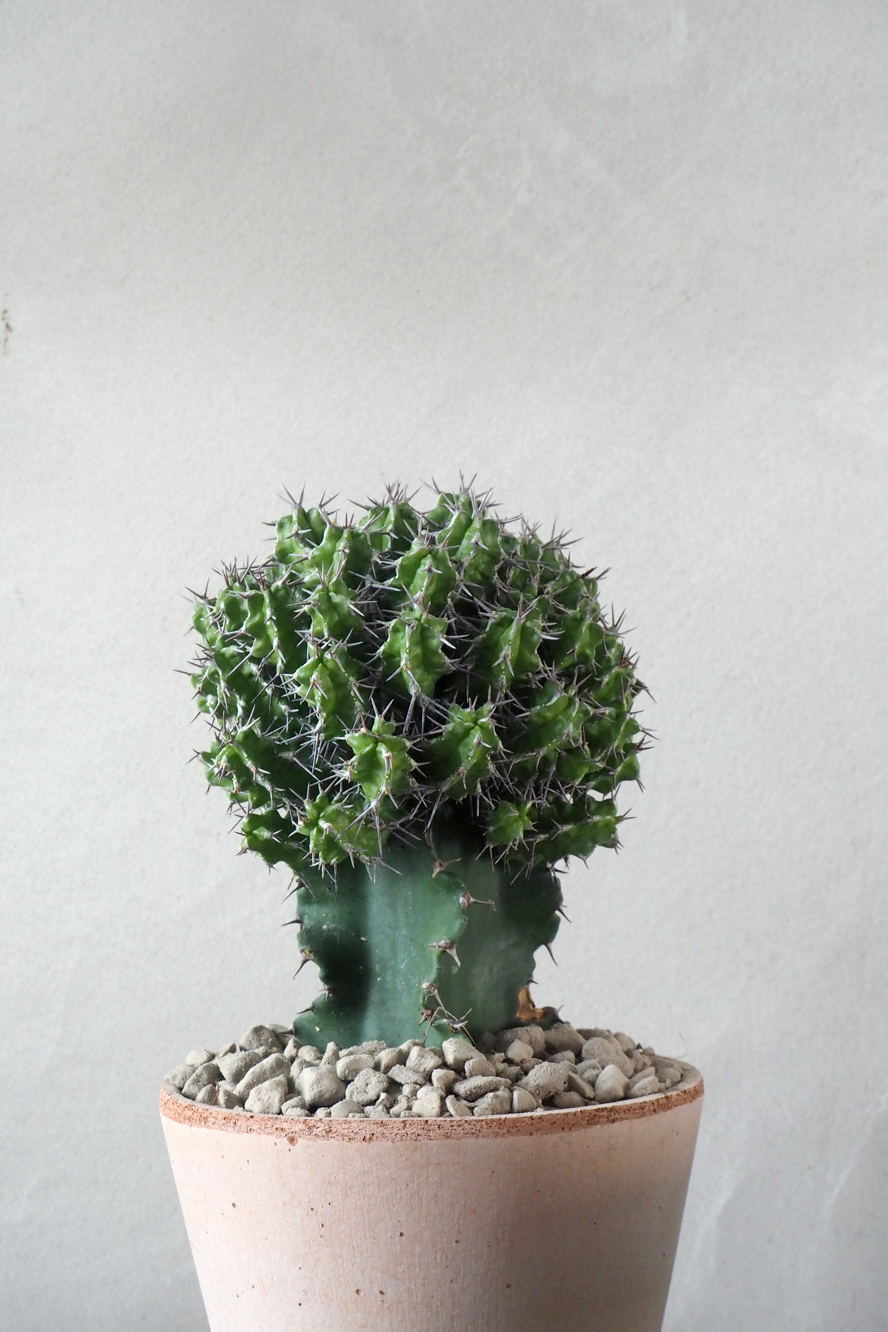 Euphorbia mitriformis