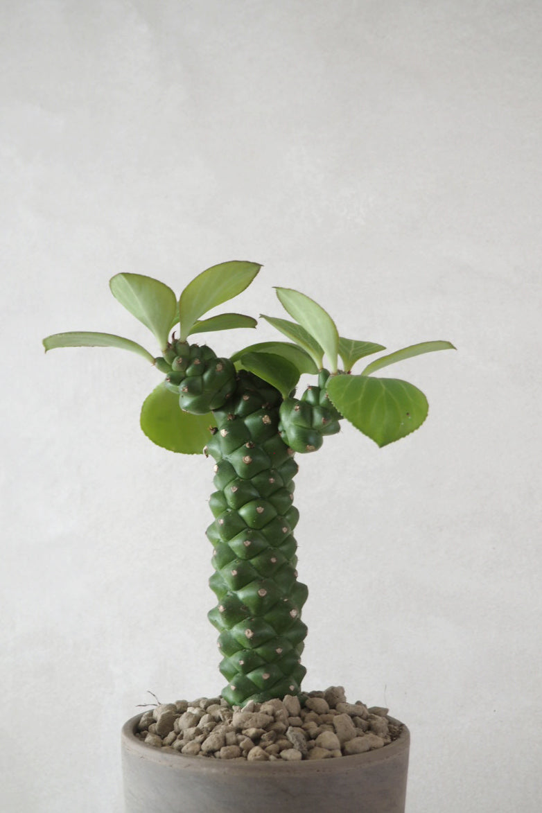 Euphorbia Ritchiei