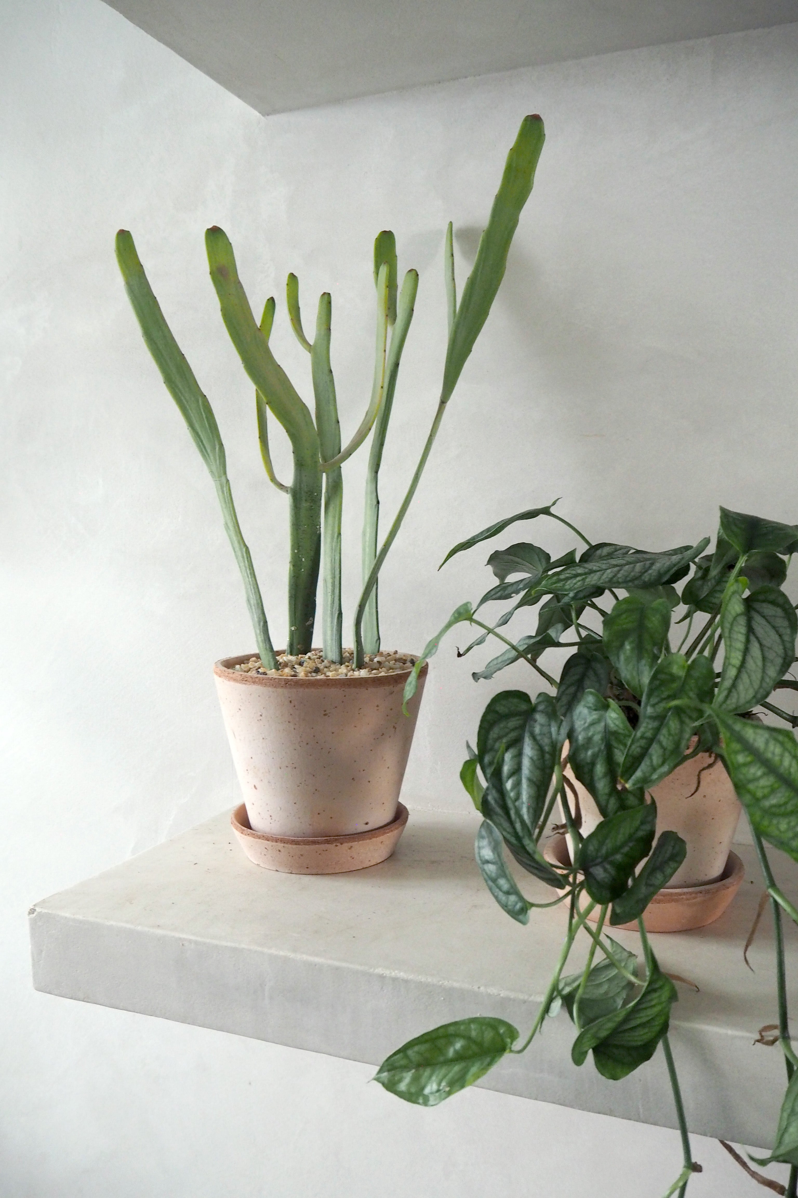 Euphorbia Xylophyloides