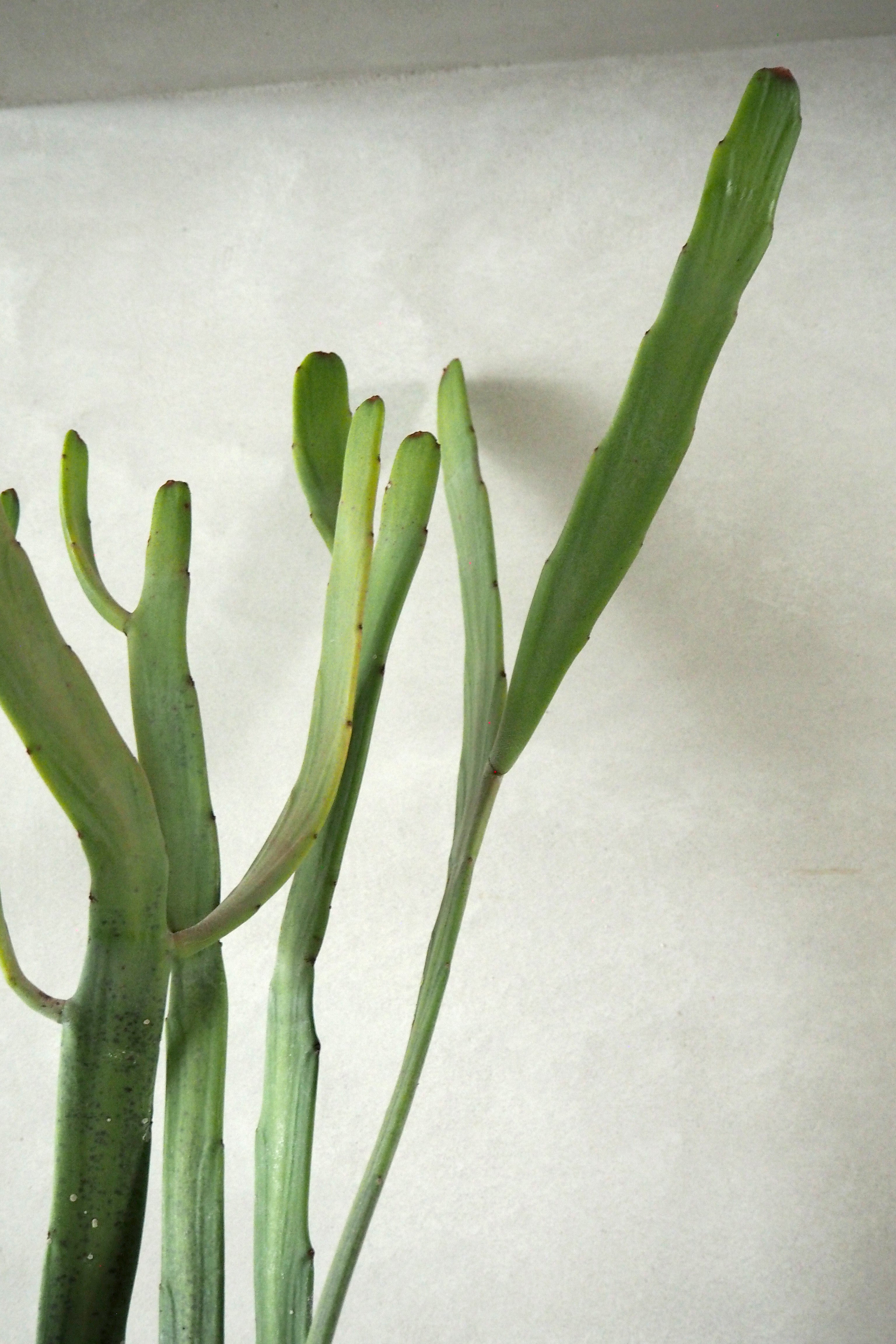 Euphorbia Xylophyloides