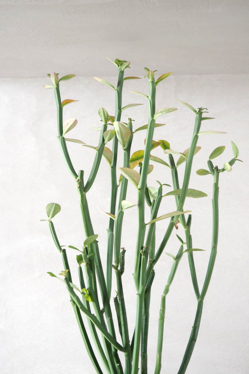 Euphorbia phosphorea, øko