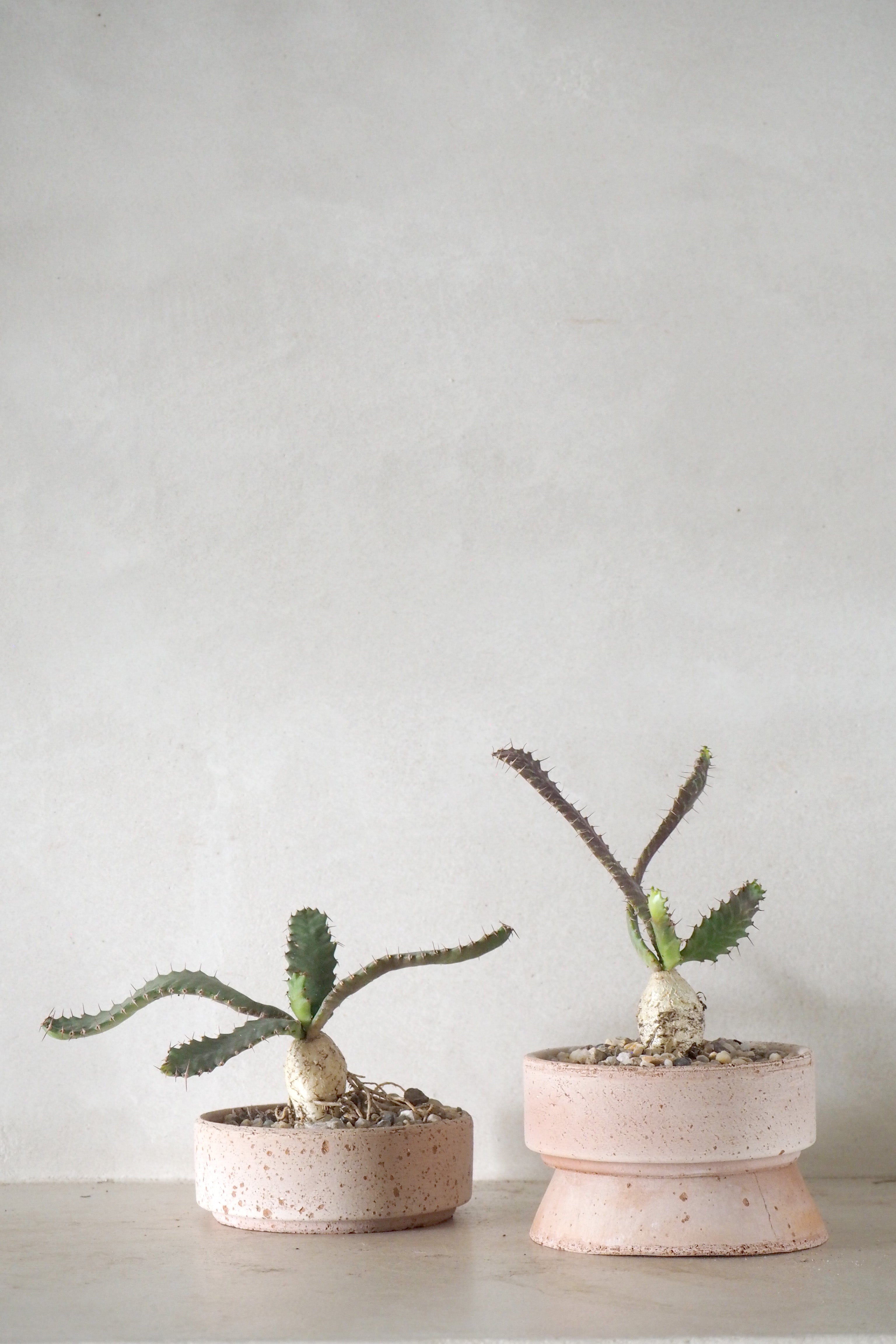 Euphorbia Stellata
