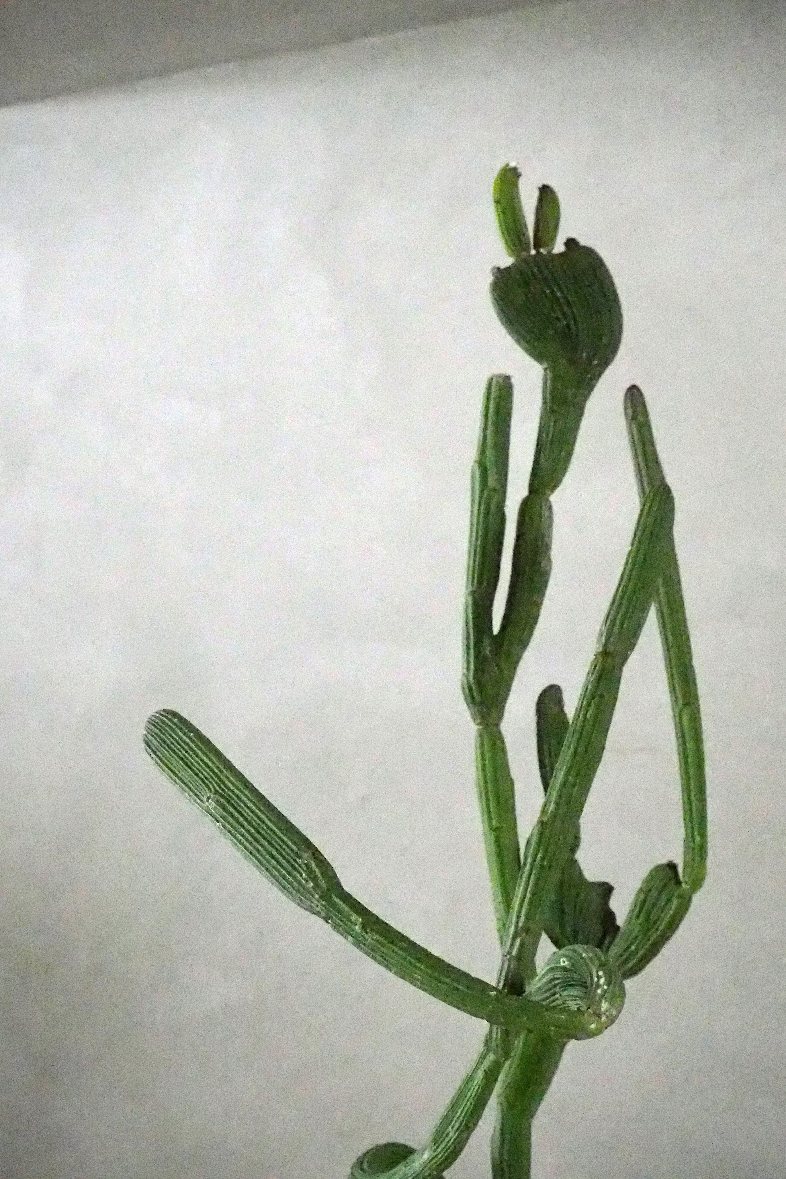 Euphorbia sipolisis crestata