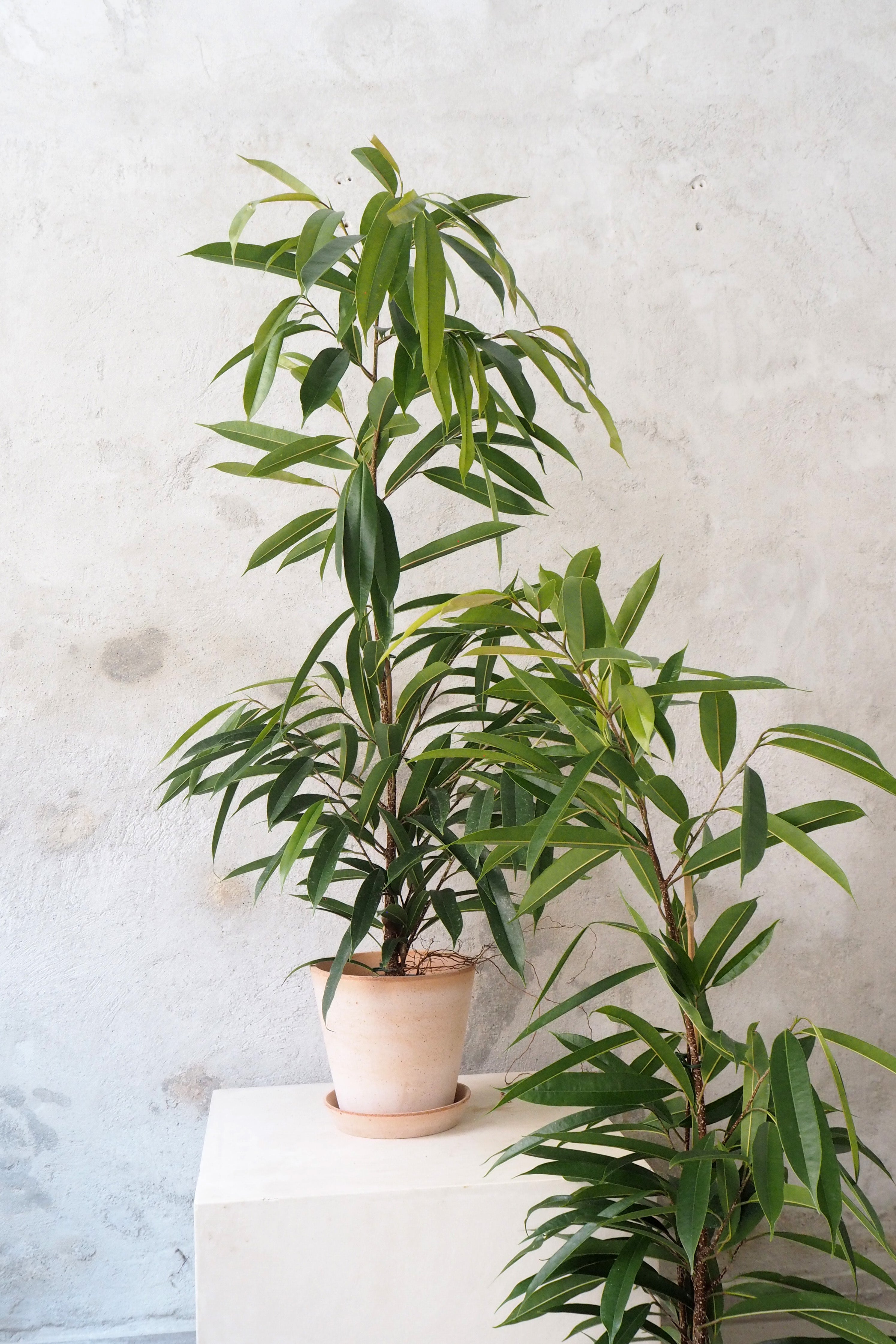 Ficus amstel king