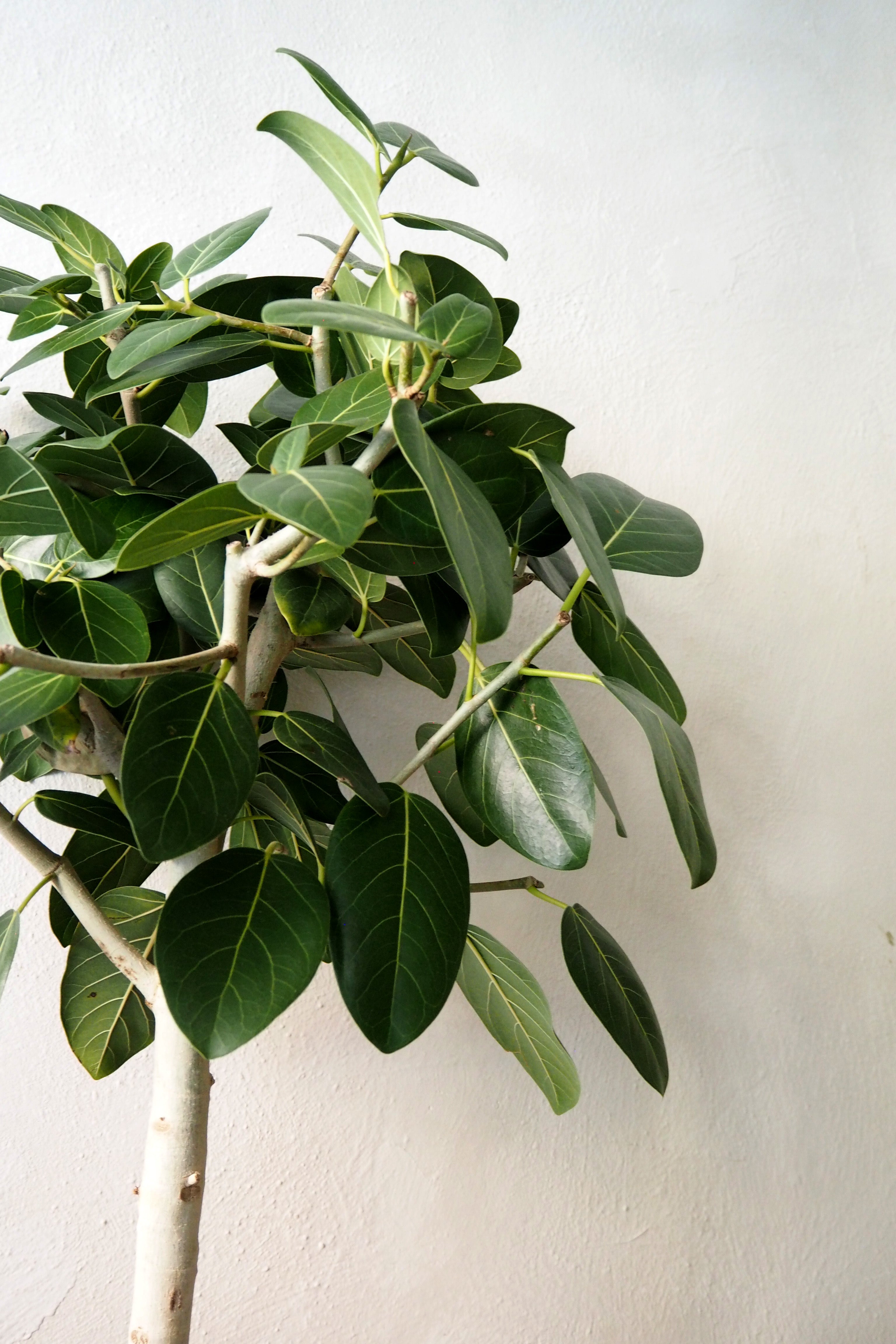 Ficus Audrey, stor