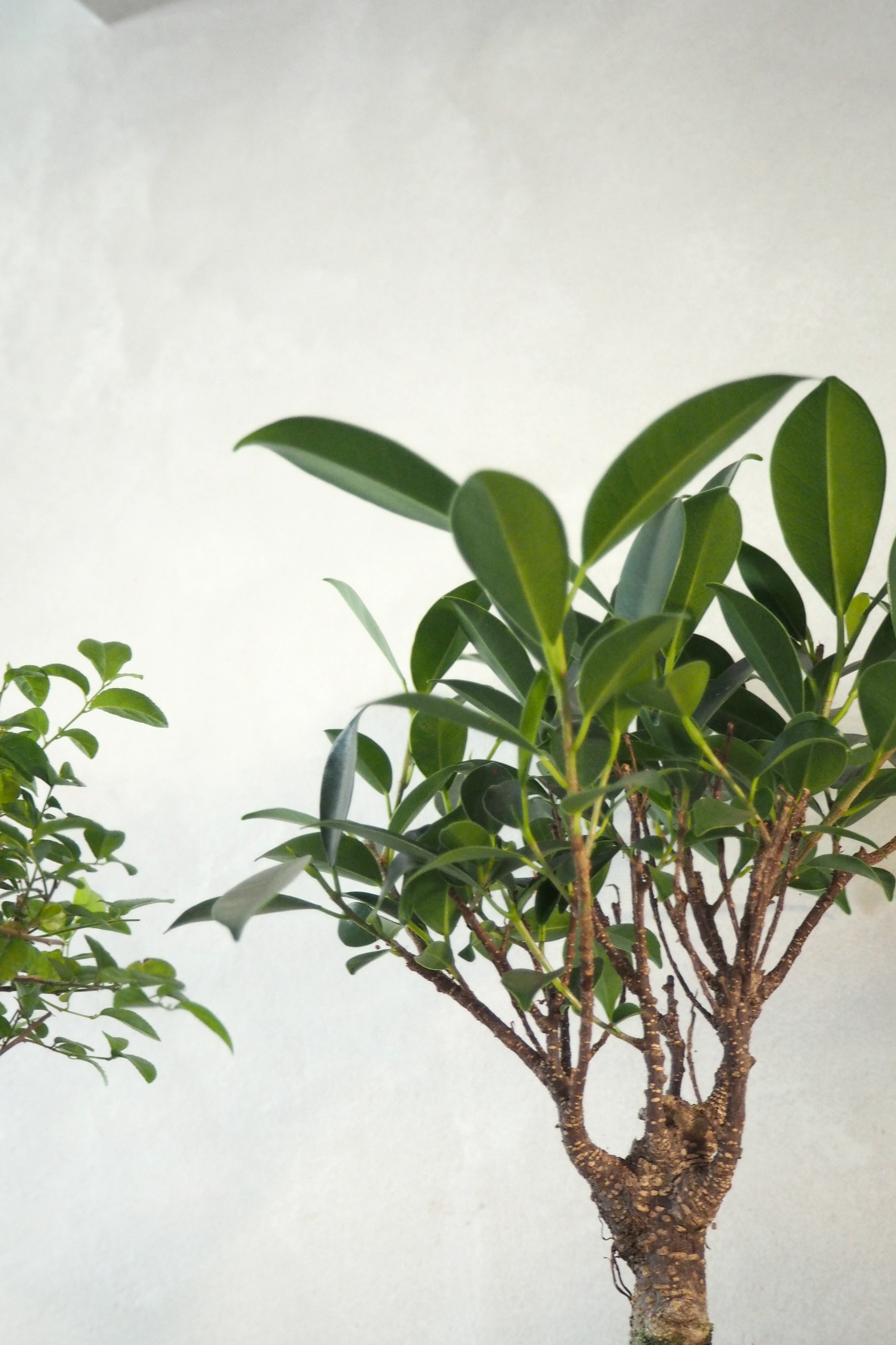 Bonsai Ficus, beige, large