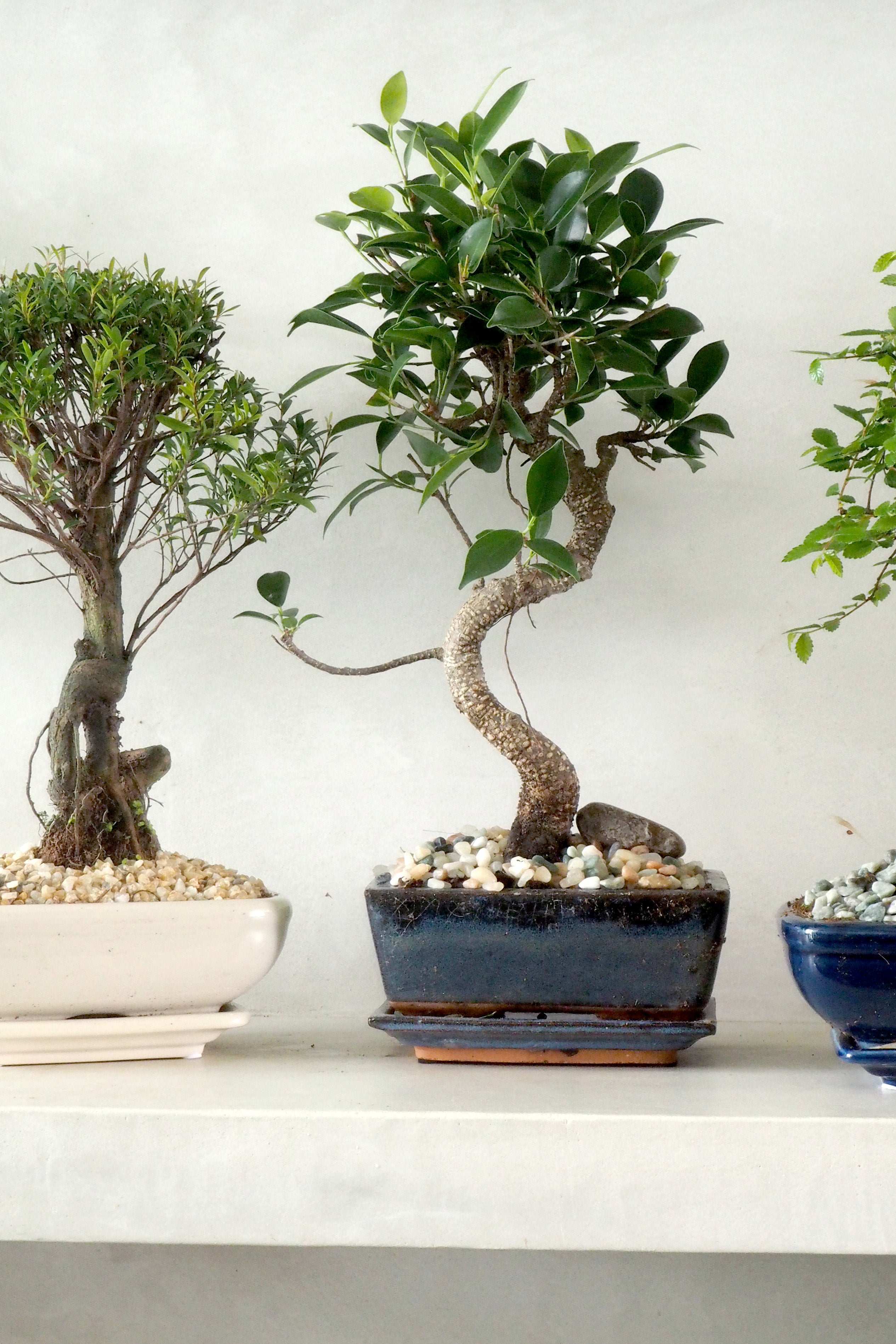 Bonsai Ficus, medium I