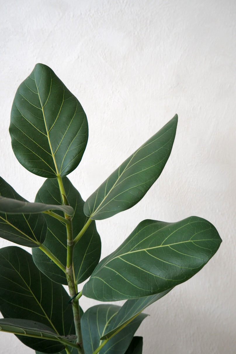 Ficus Audrey