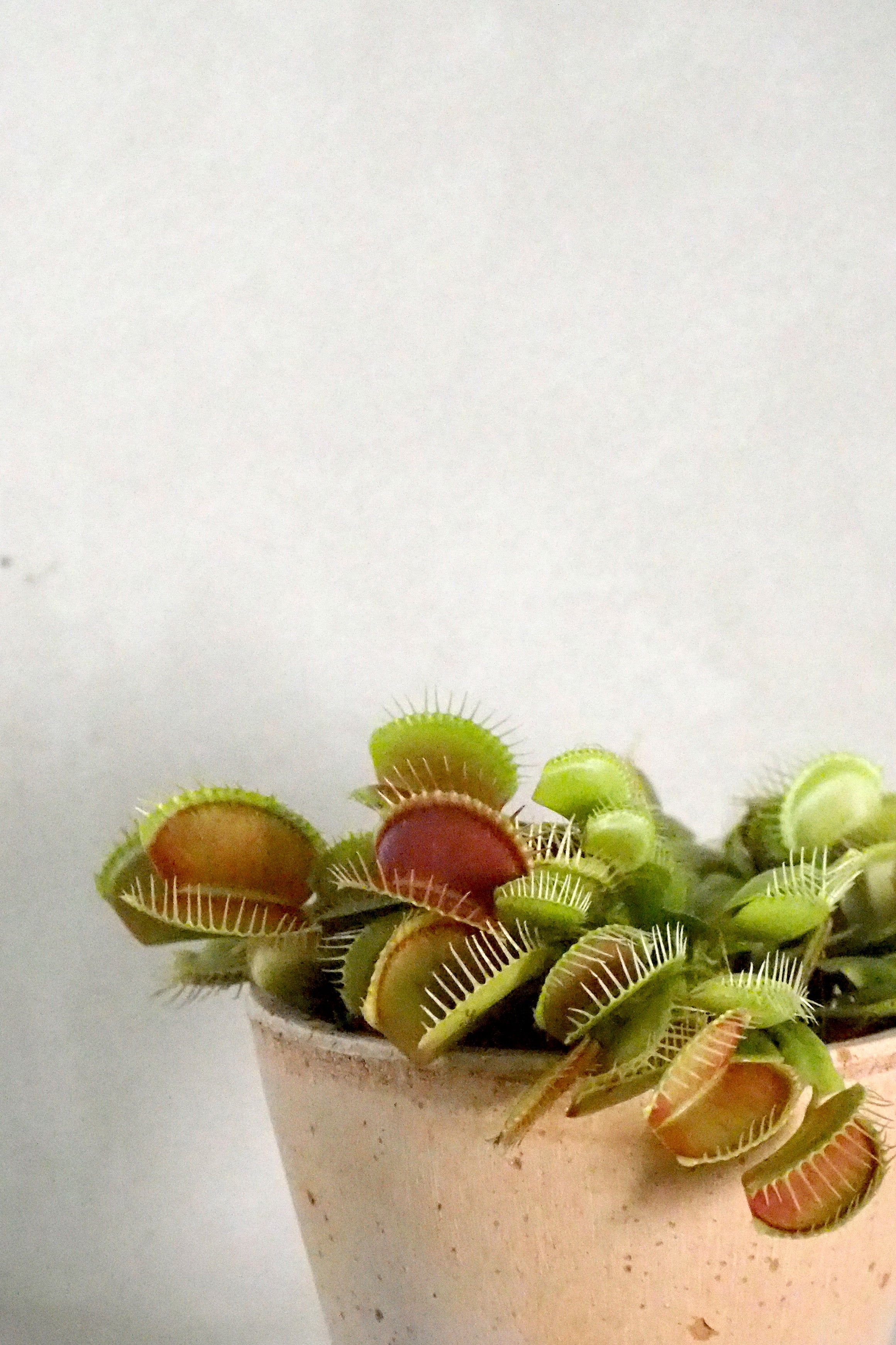 Dionaea Fluefanger