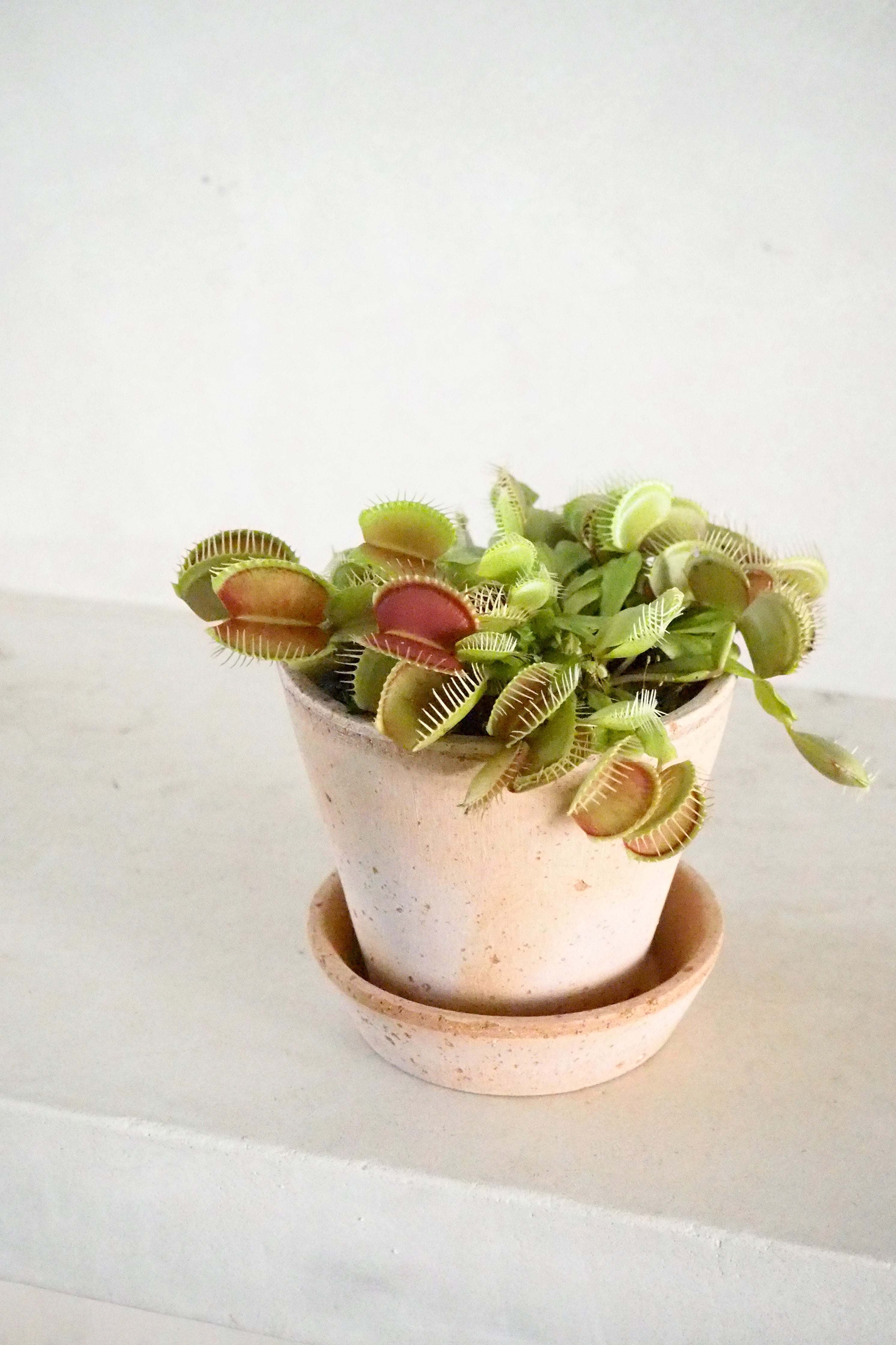 Dionaea Fluefanger