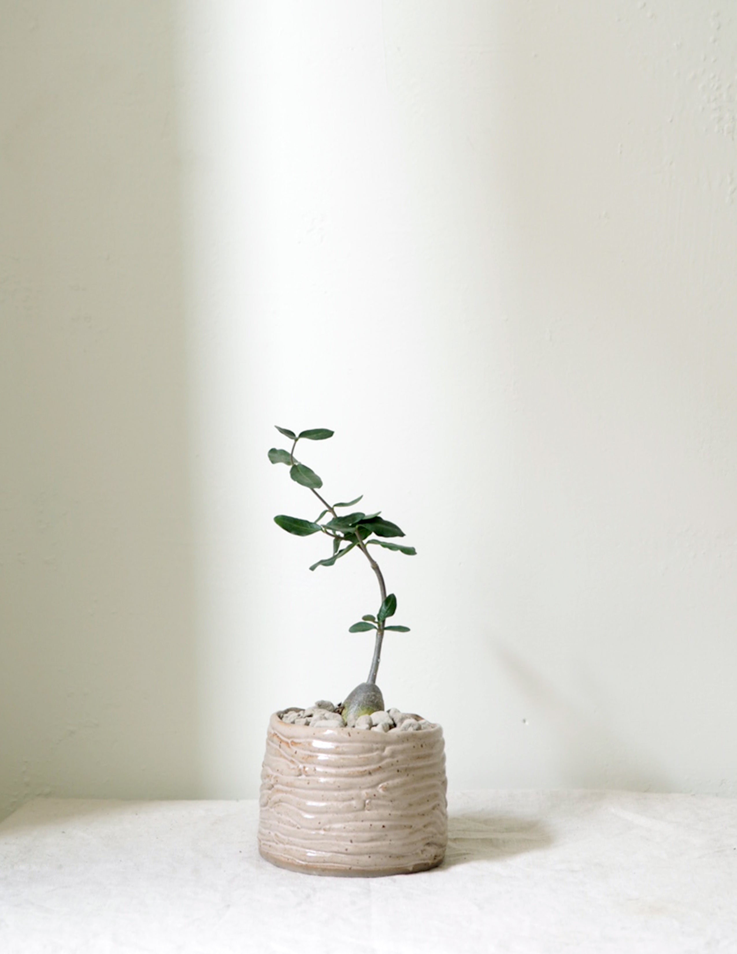 Fockea Edulis