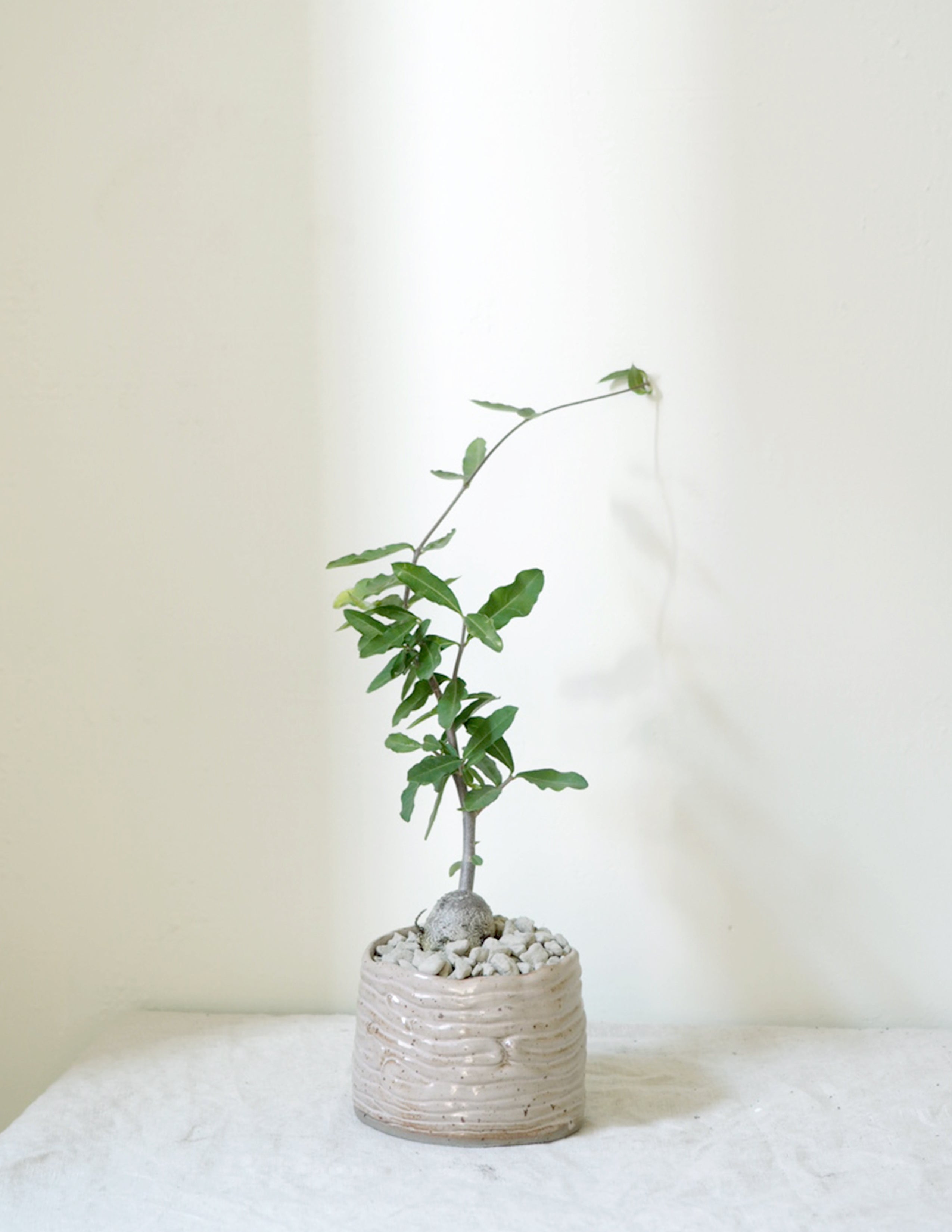 Fockea Edulis
