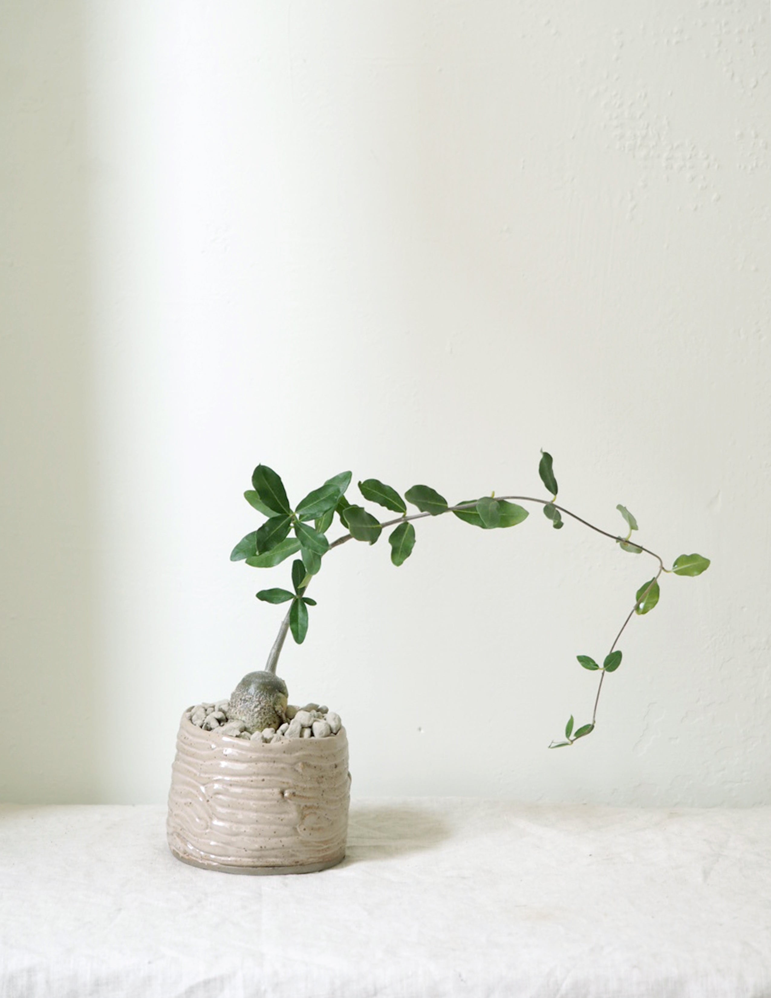 Fockea Edulis