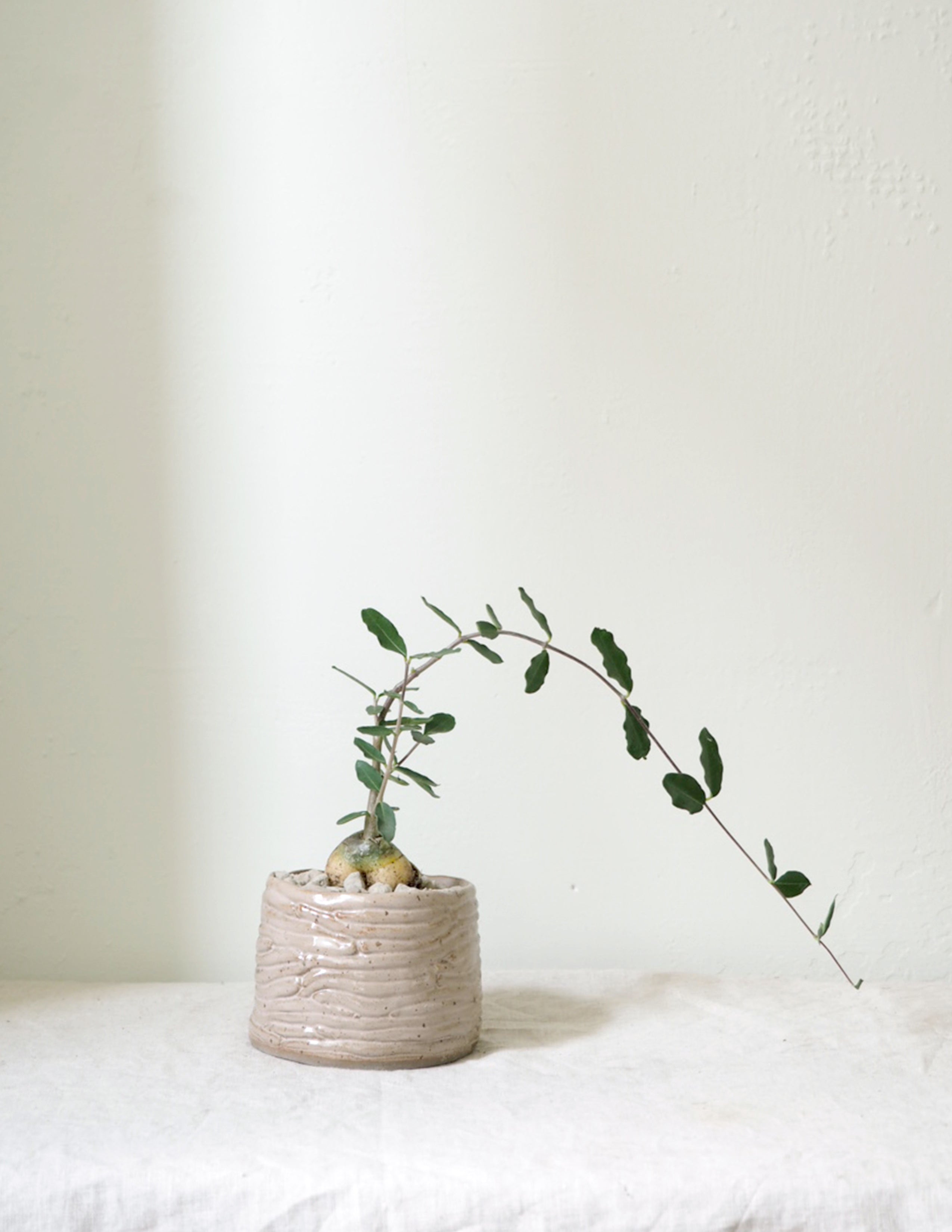 Fockea Edulis