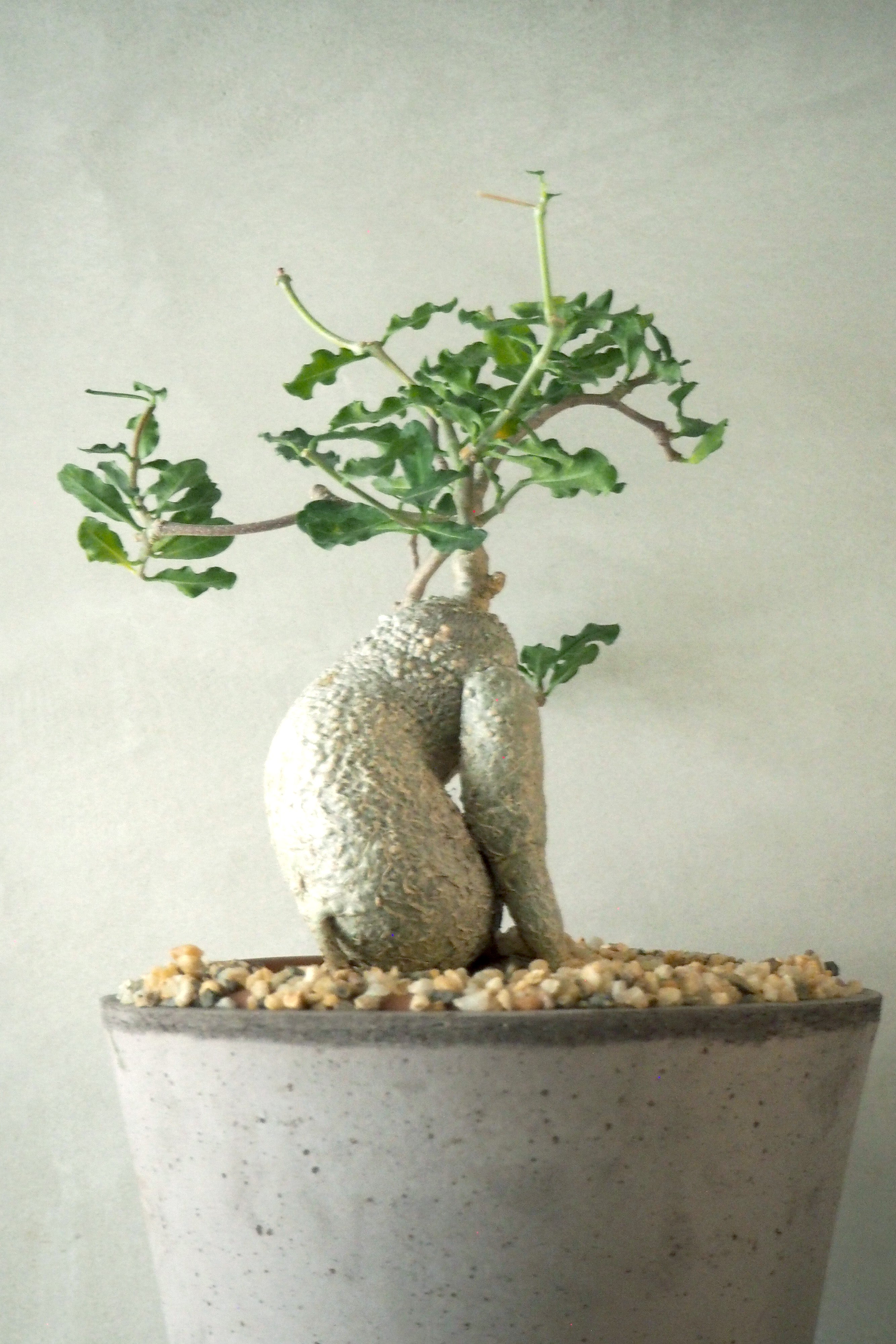 Fockea Edulis, stor