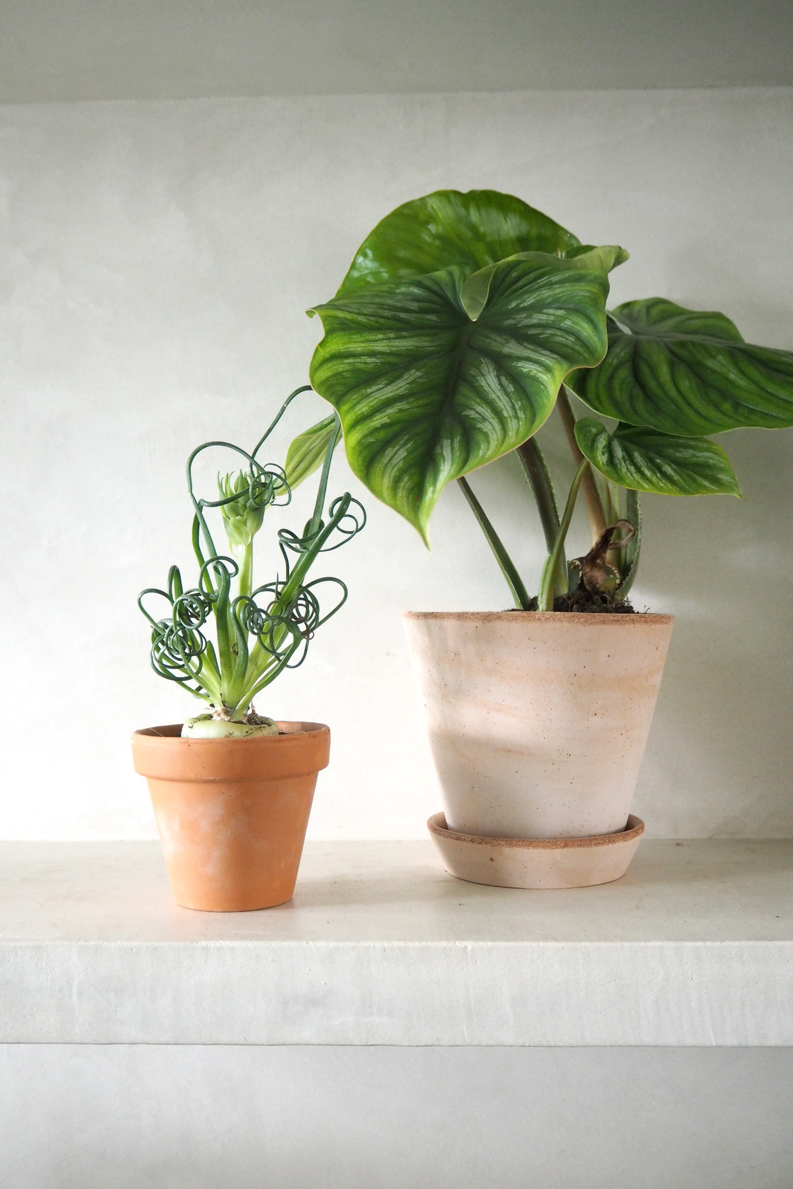 Philodendron Plowmanii
