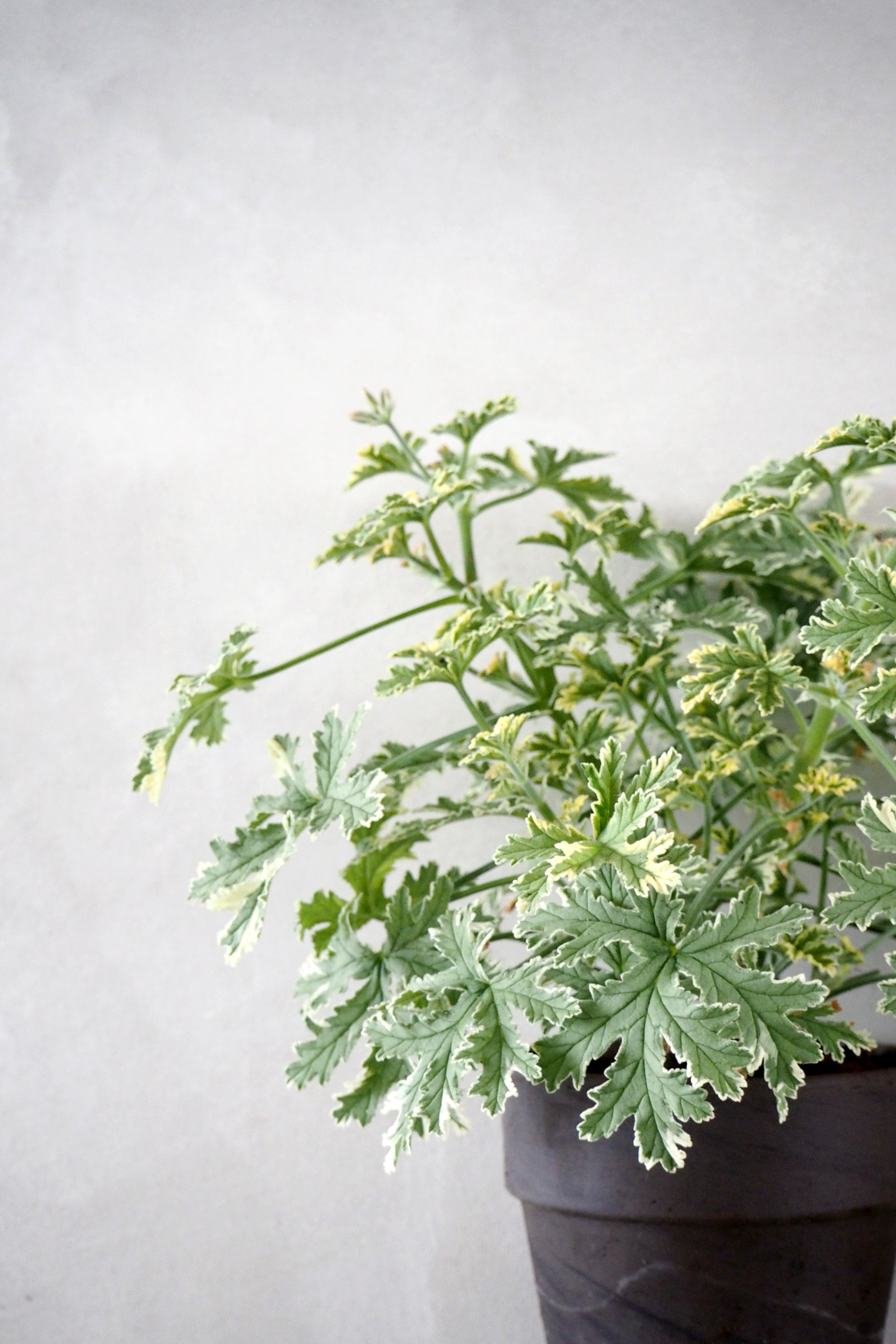 Geranium - Fragrant frosty