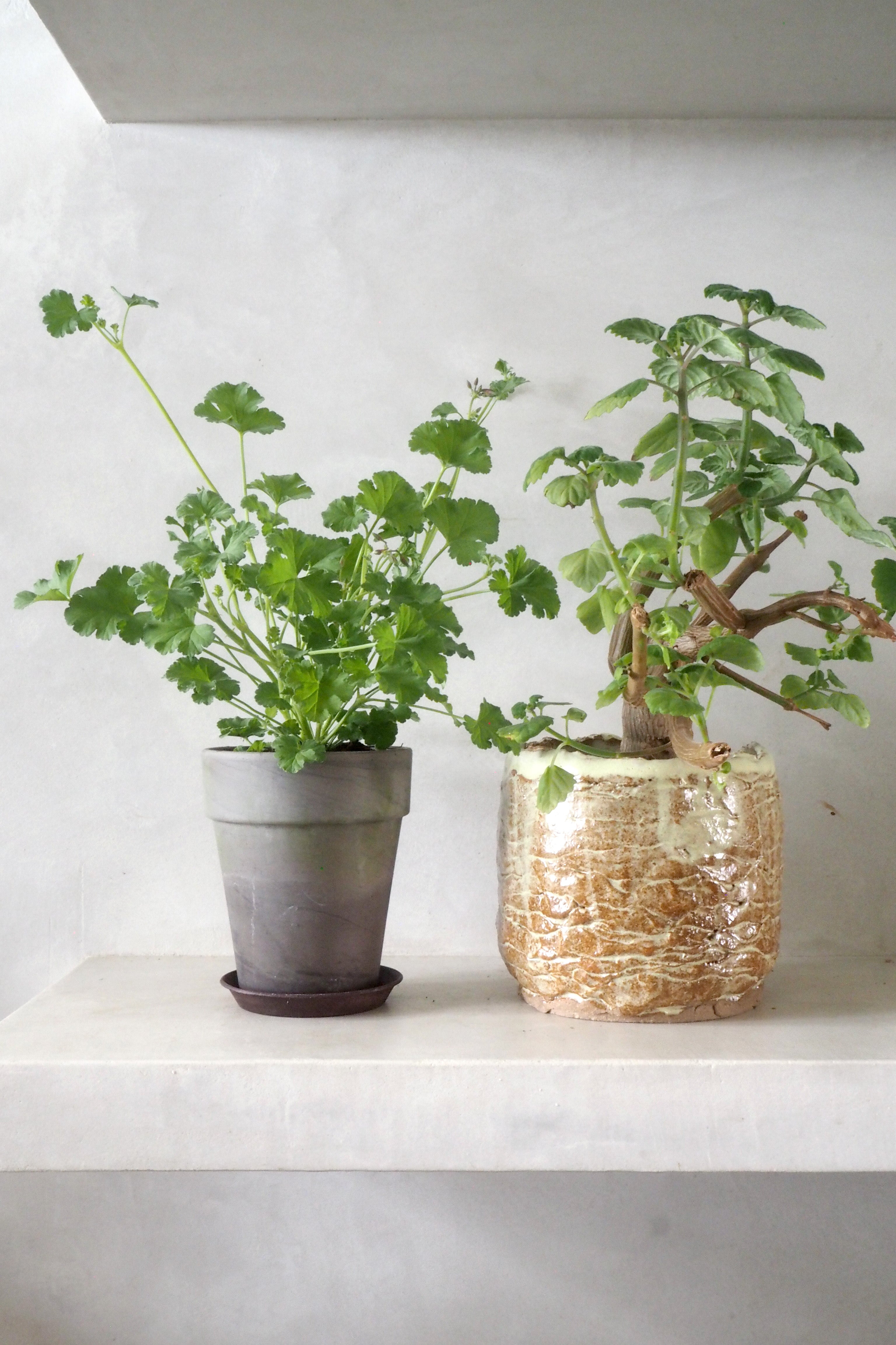 Geranium - Frangrans