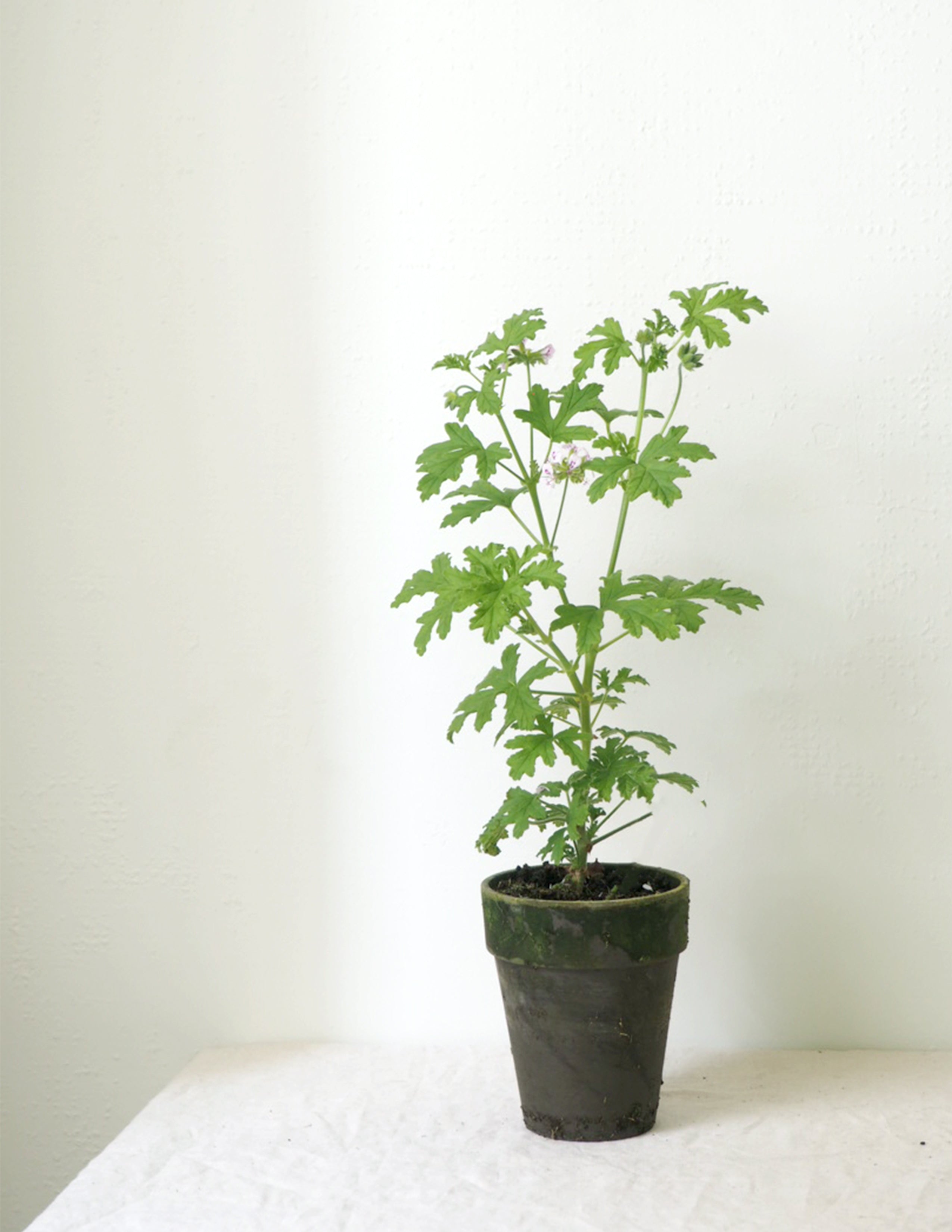 Rosengeranium