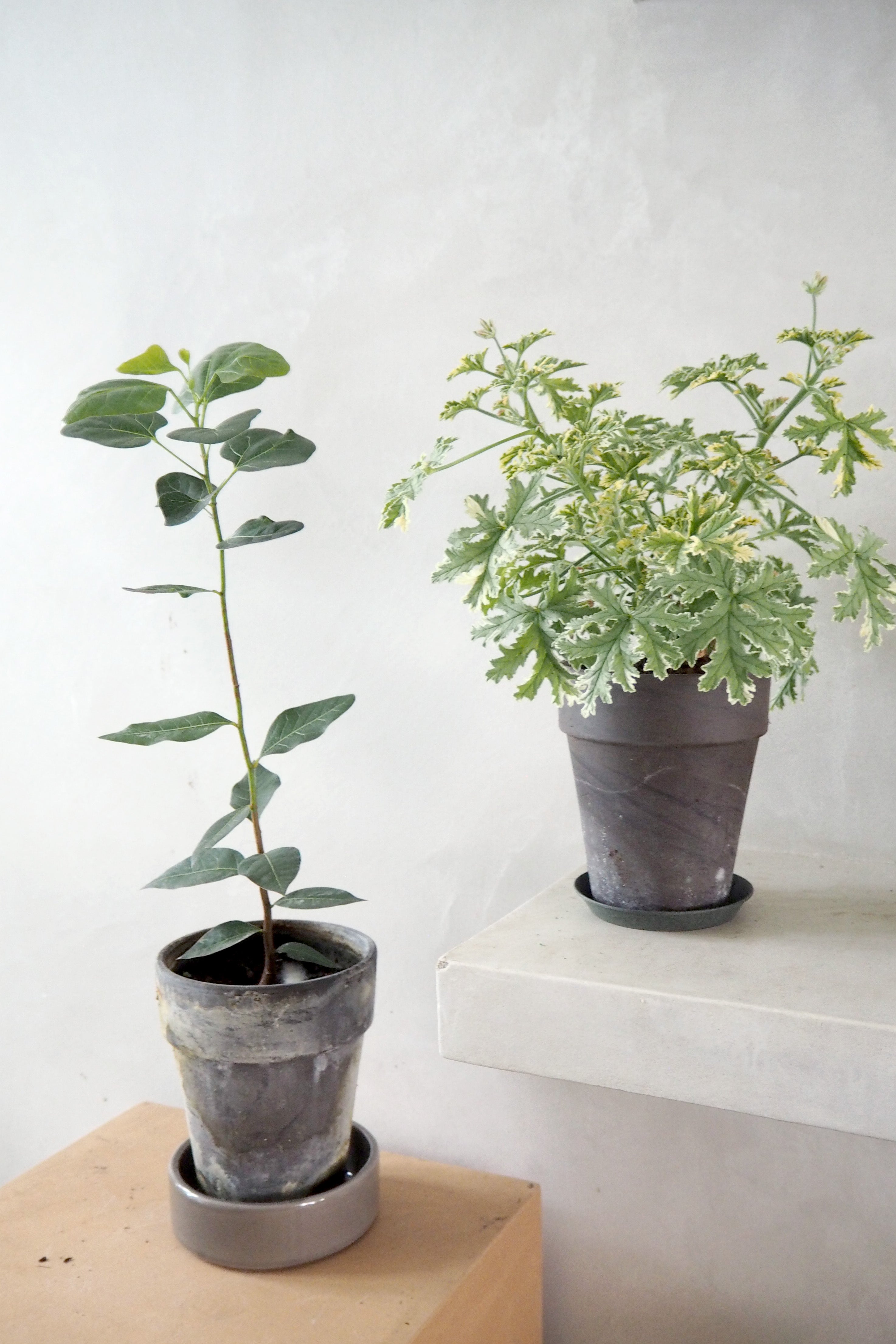 Geranium - Fragrant frosty