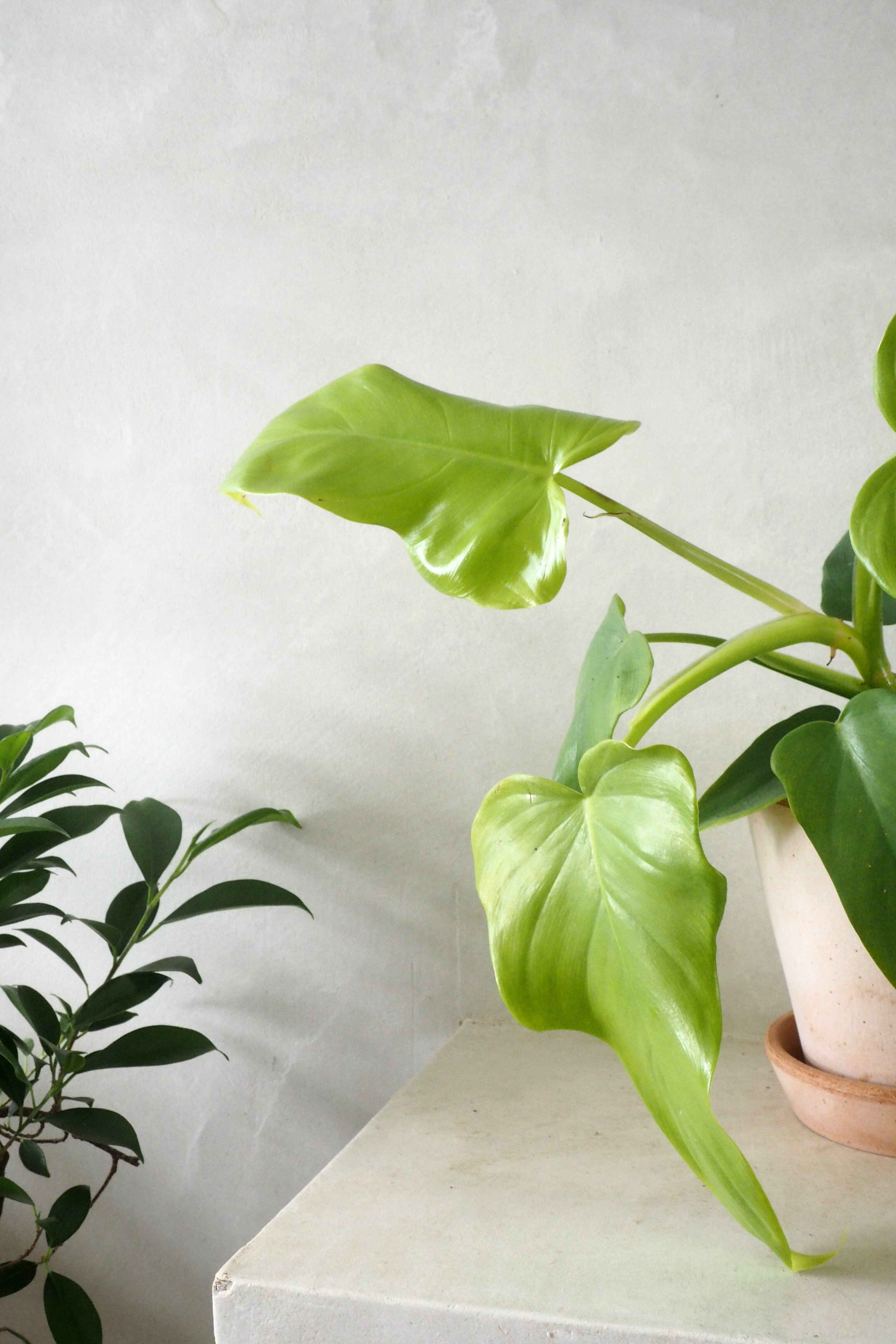 Philodendron golden violin