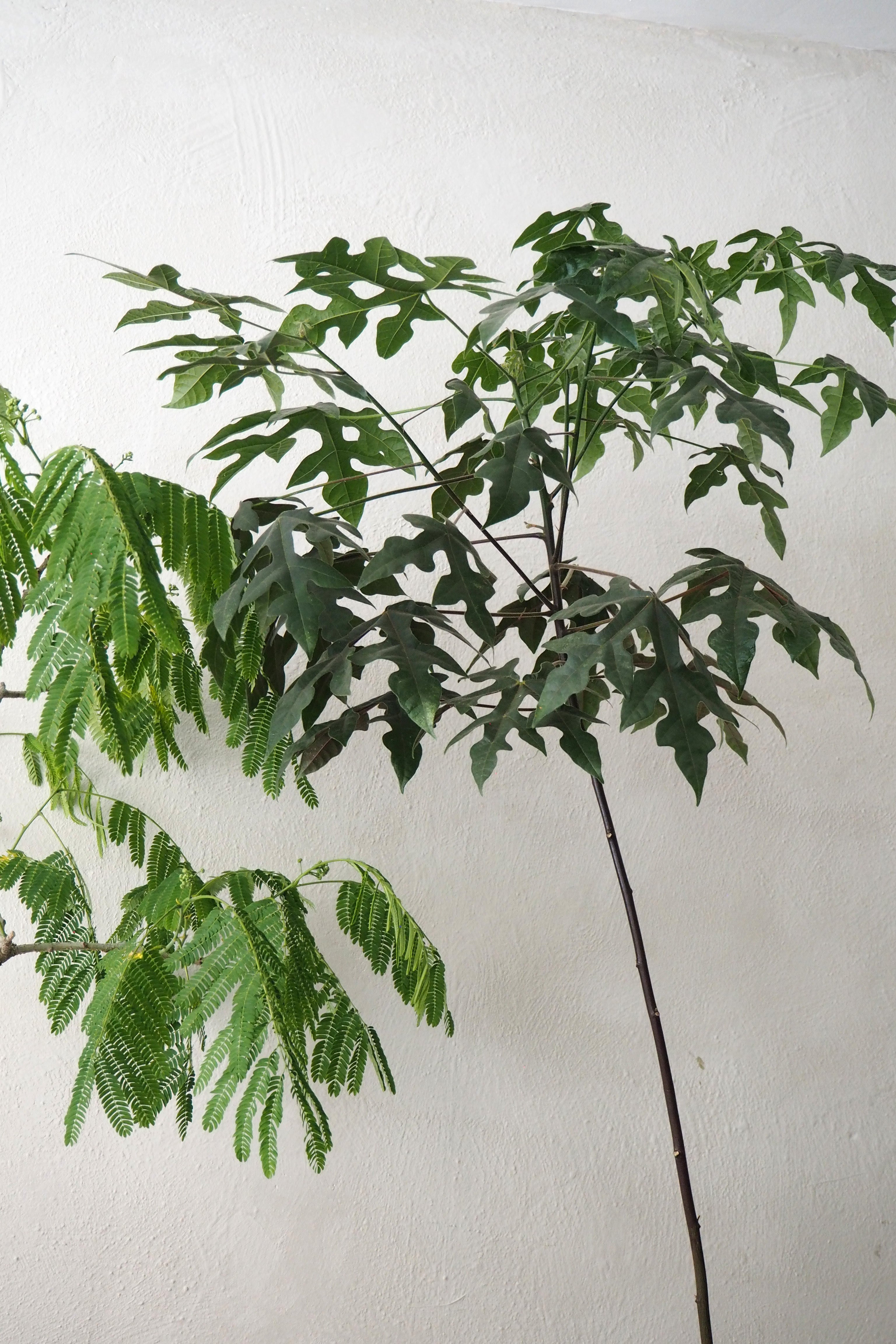 Kærlighedstræ (Fingerblad) gulvplante