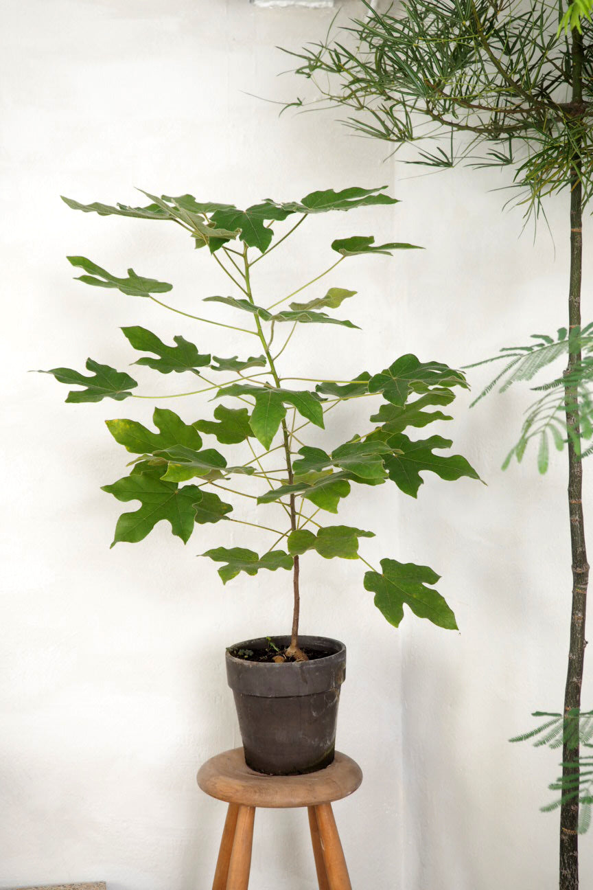 Kærlighedstræ (Fingerblad) medium