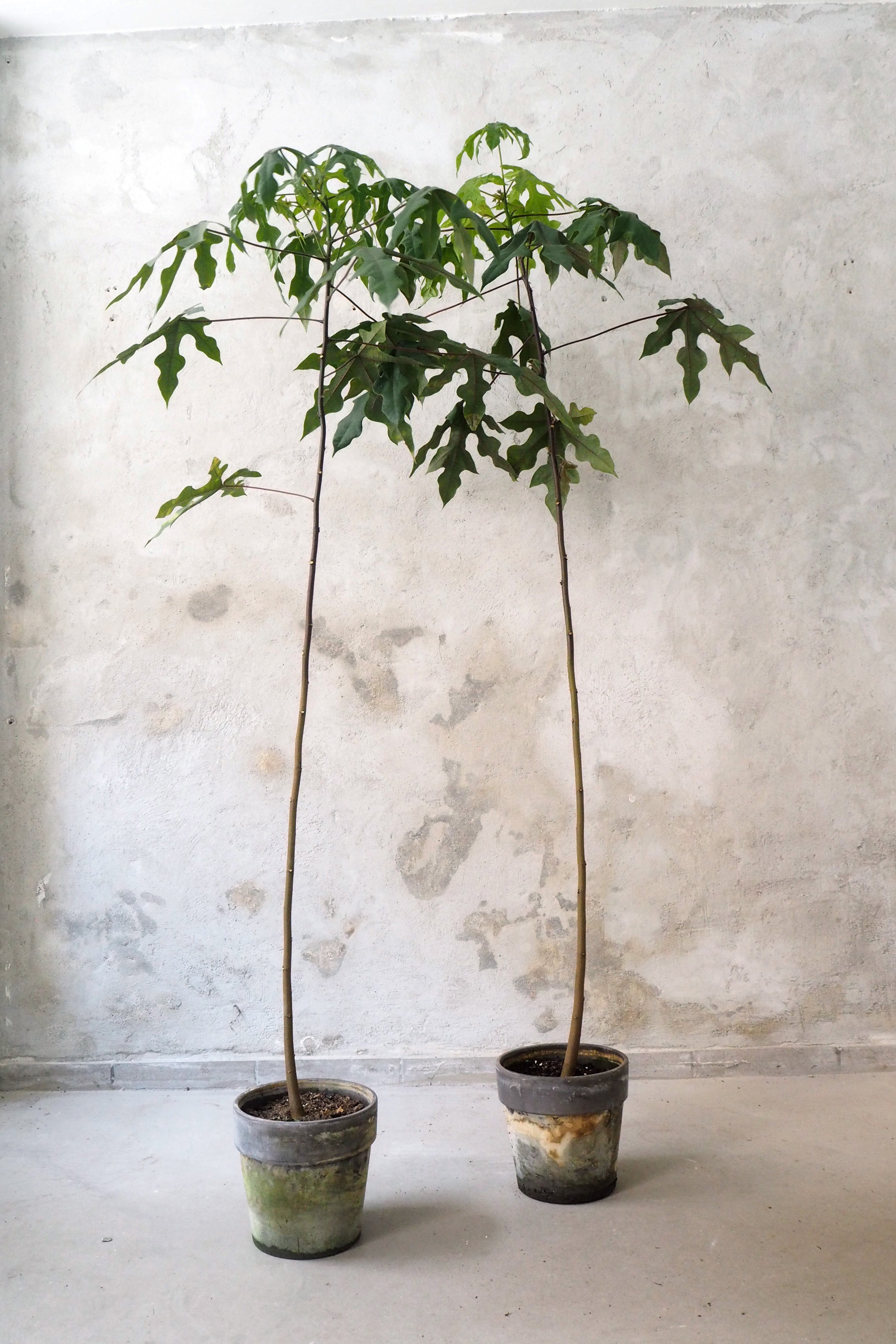 Kærlighedstræ (Fingerblad) gulvplante