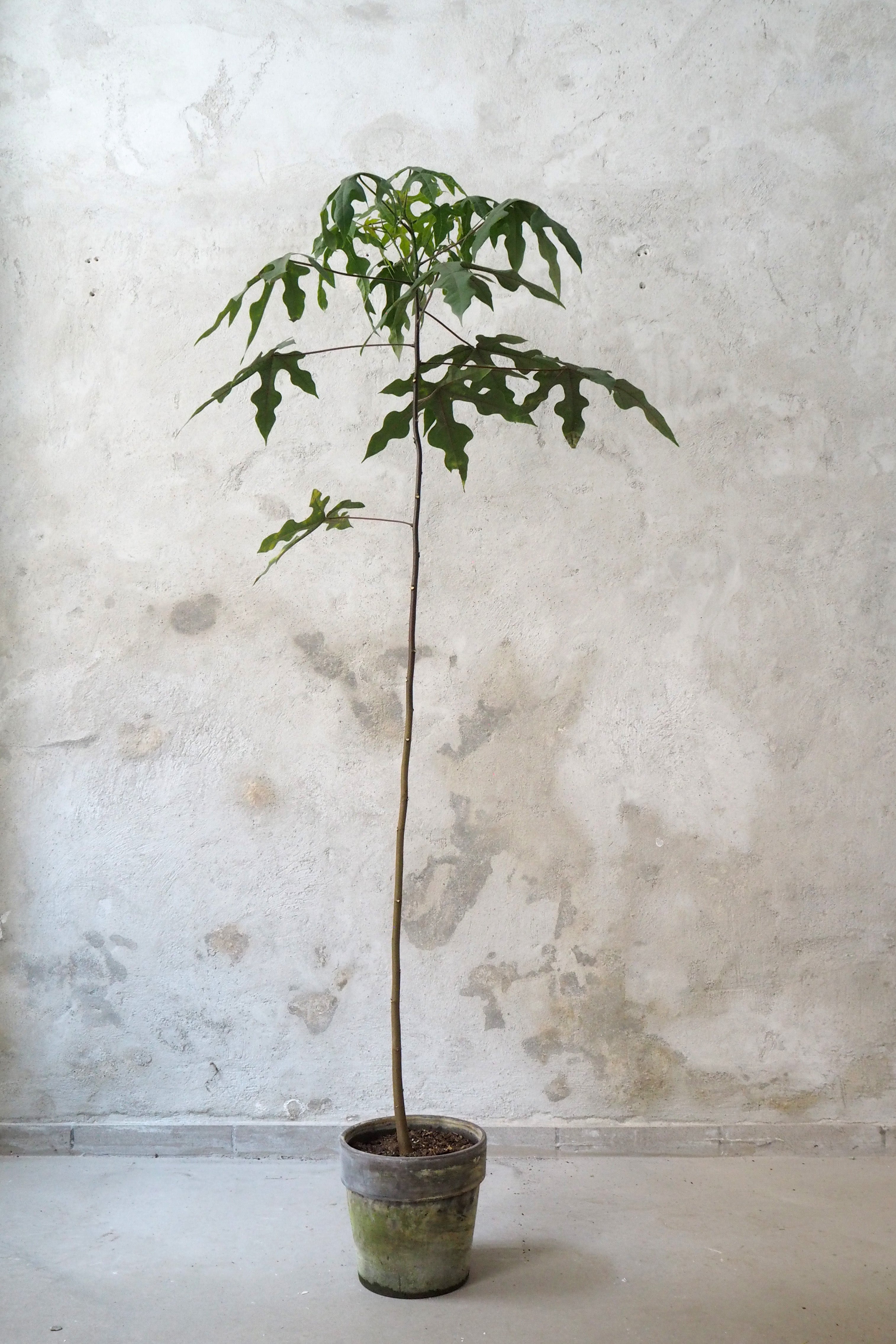 Kærlighedstræ (Fingerblad) gulvplante