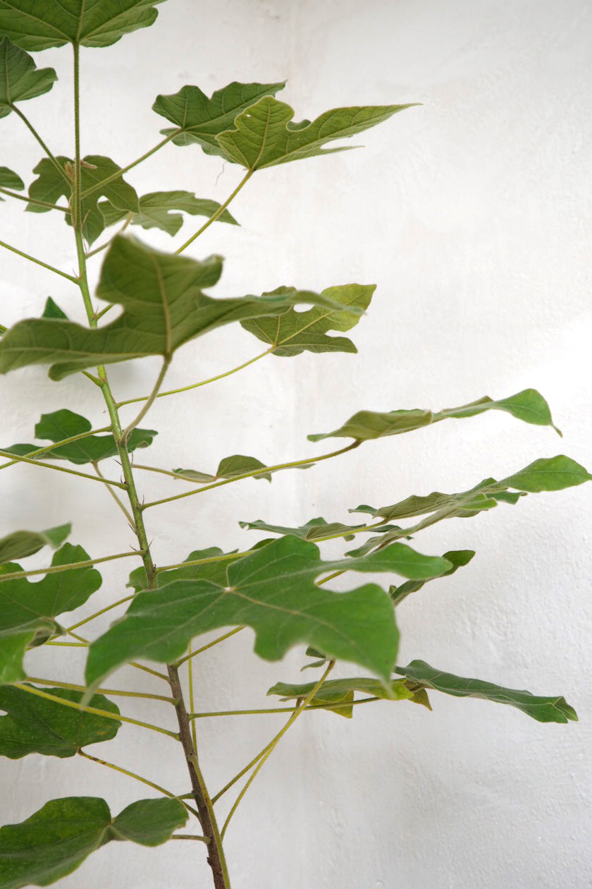 Kærlighedstræ (Fingerblad) medium