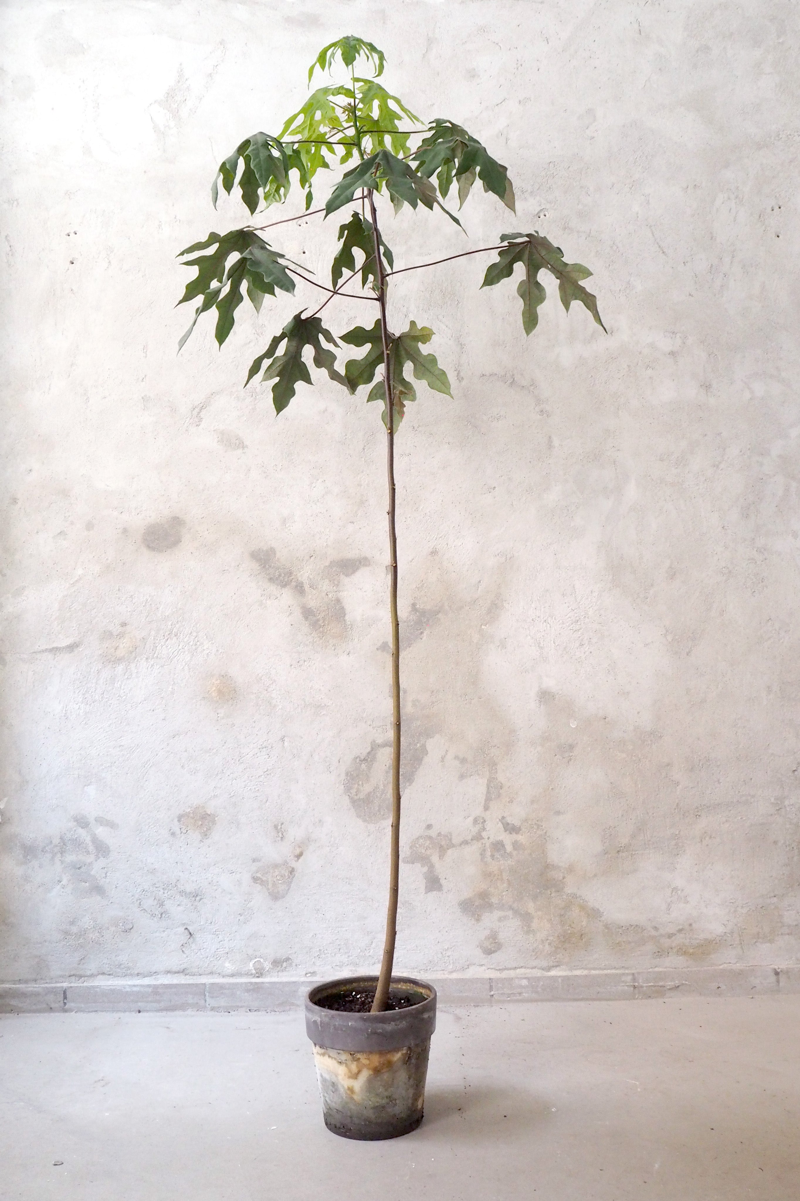 Kærlighedstræ (Fingerblad) gulvplante