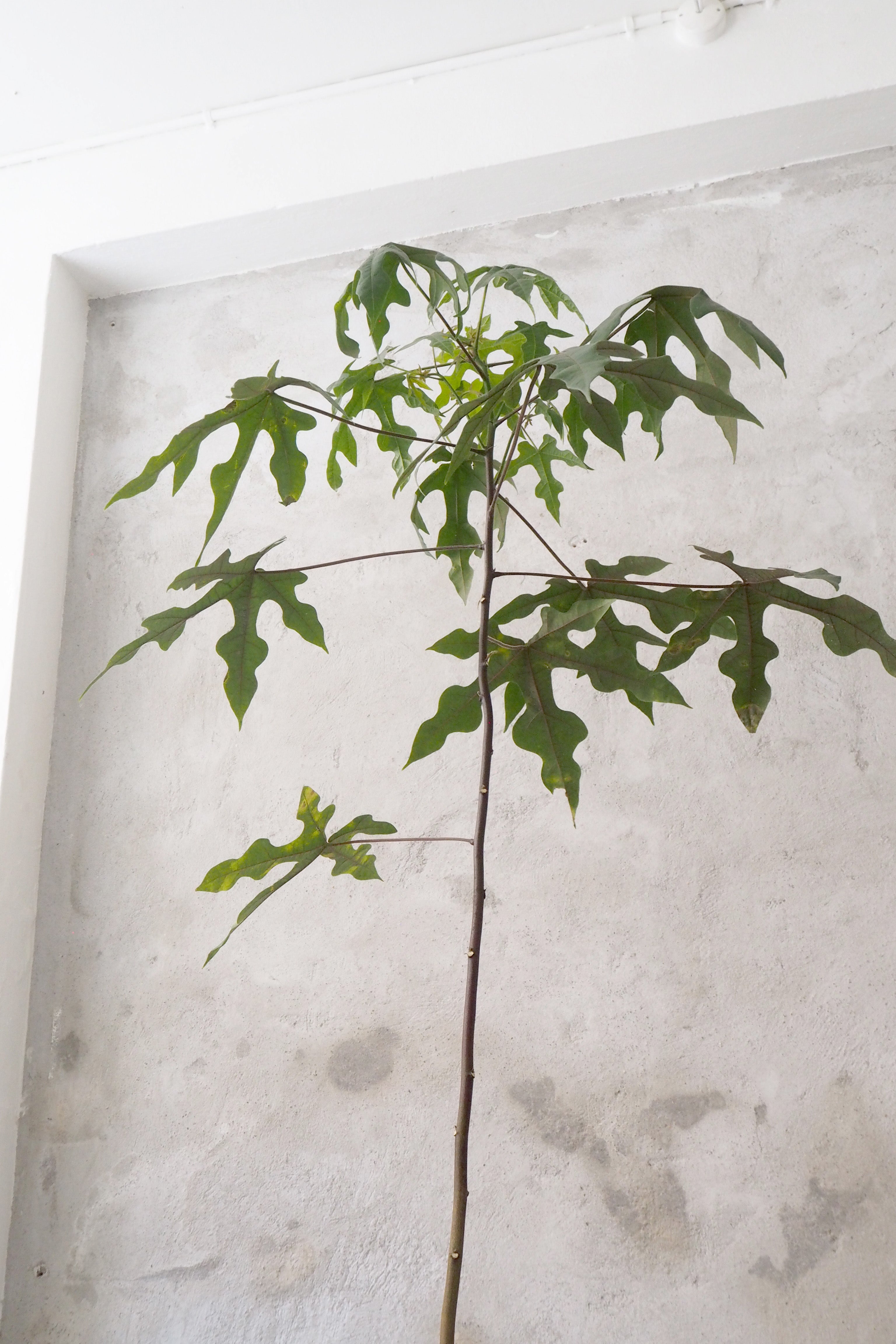 Kærlighedstræ (Fingerblad) gulvplante