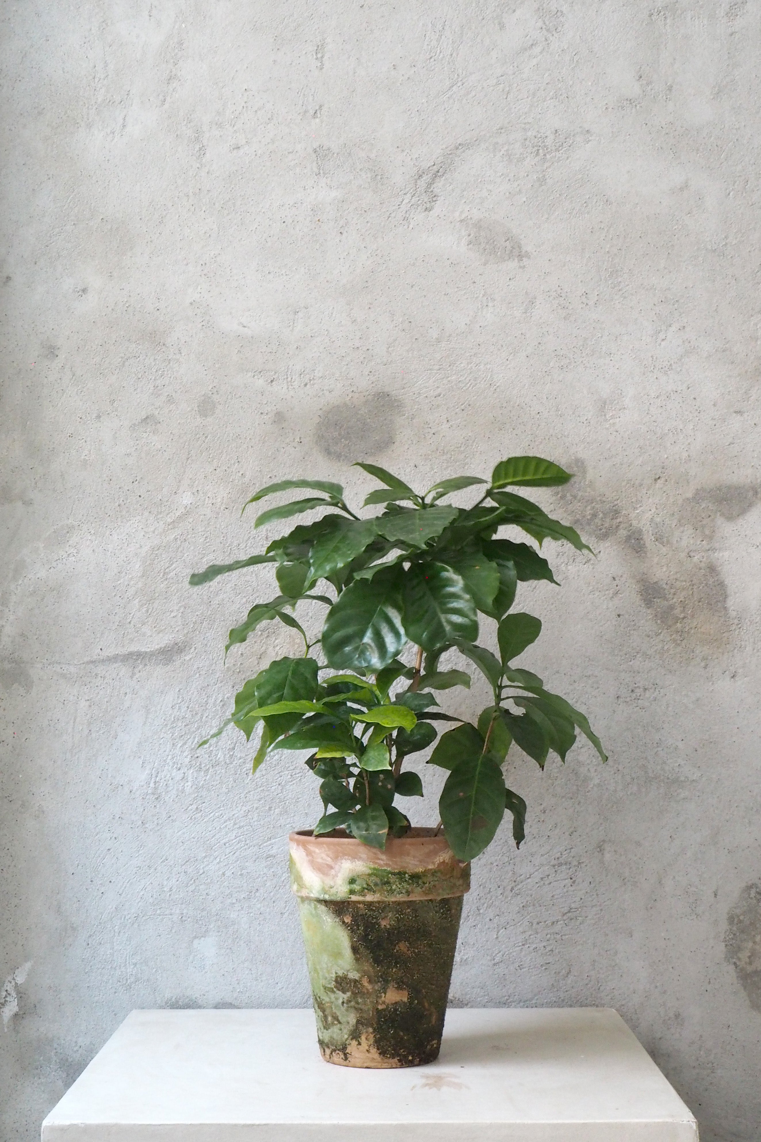 Kaffetræ - Coffee Arabica, stor