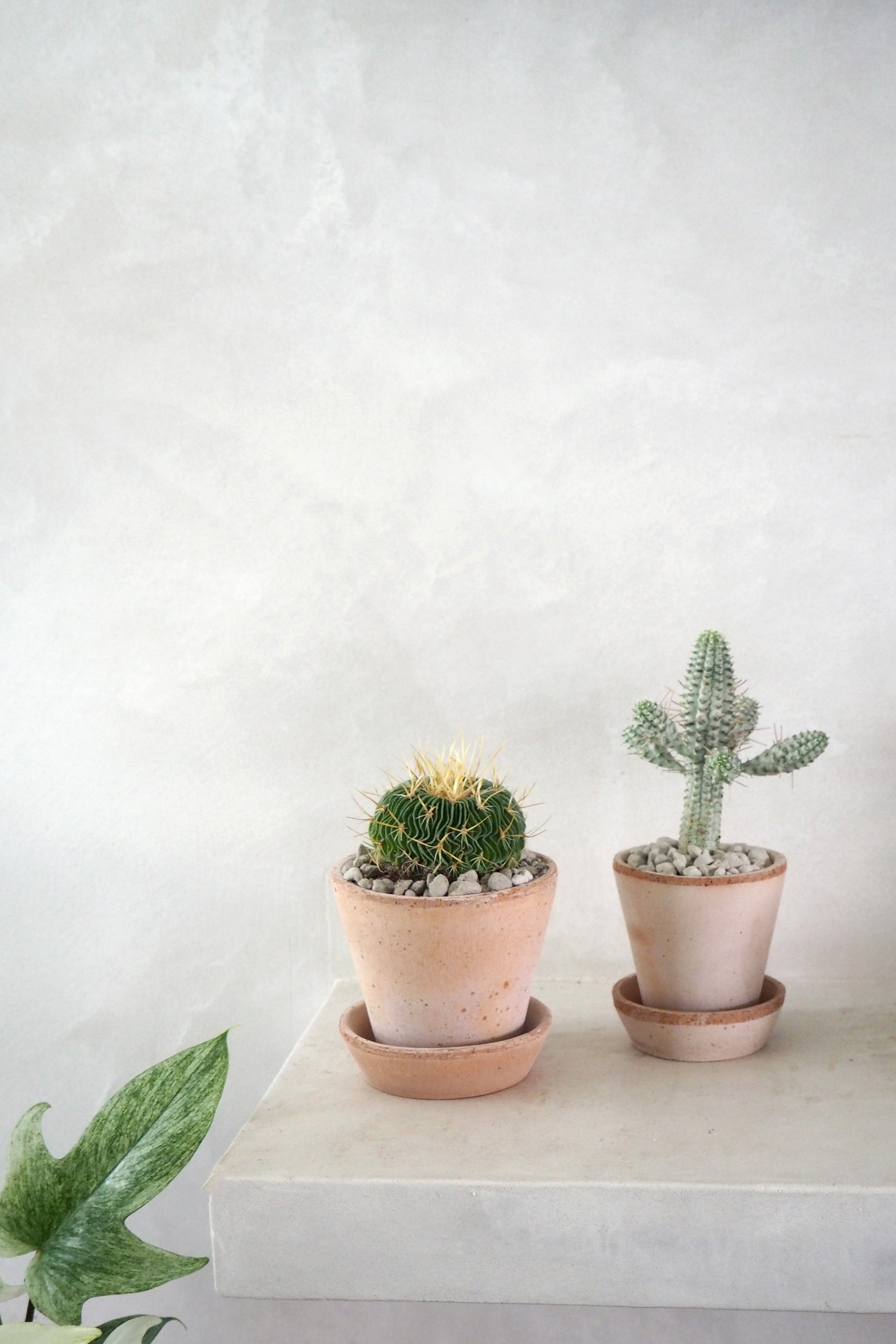 Stenocactus