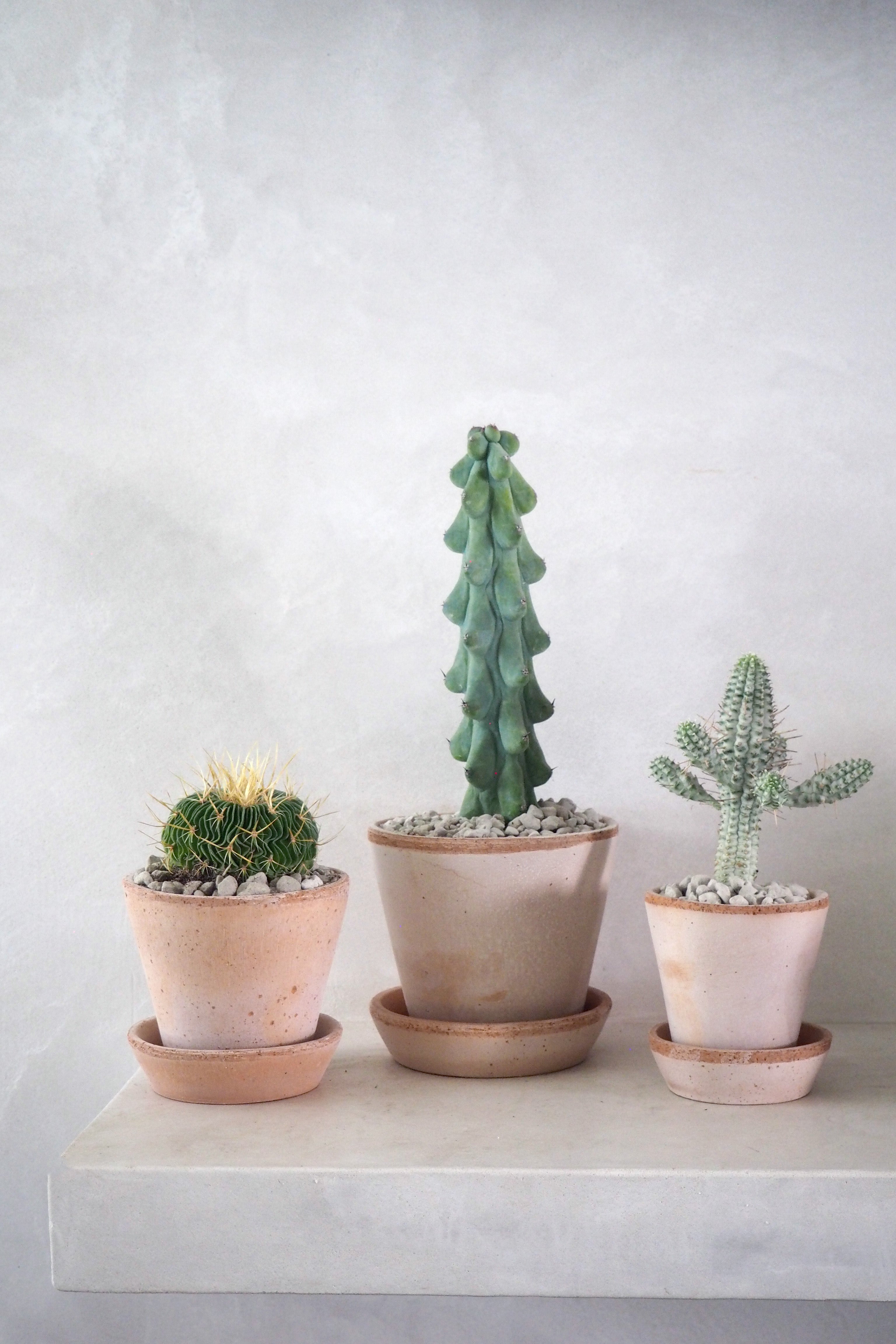 Euphorbia mammillaris, variegata