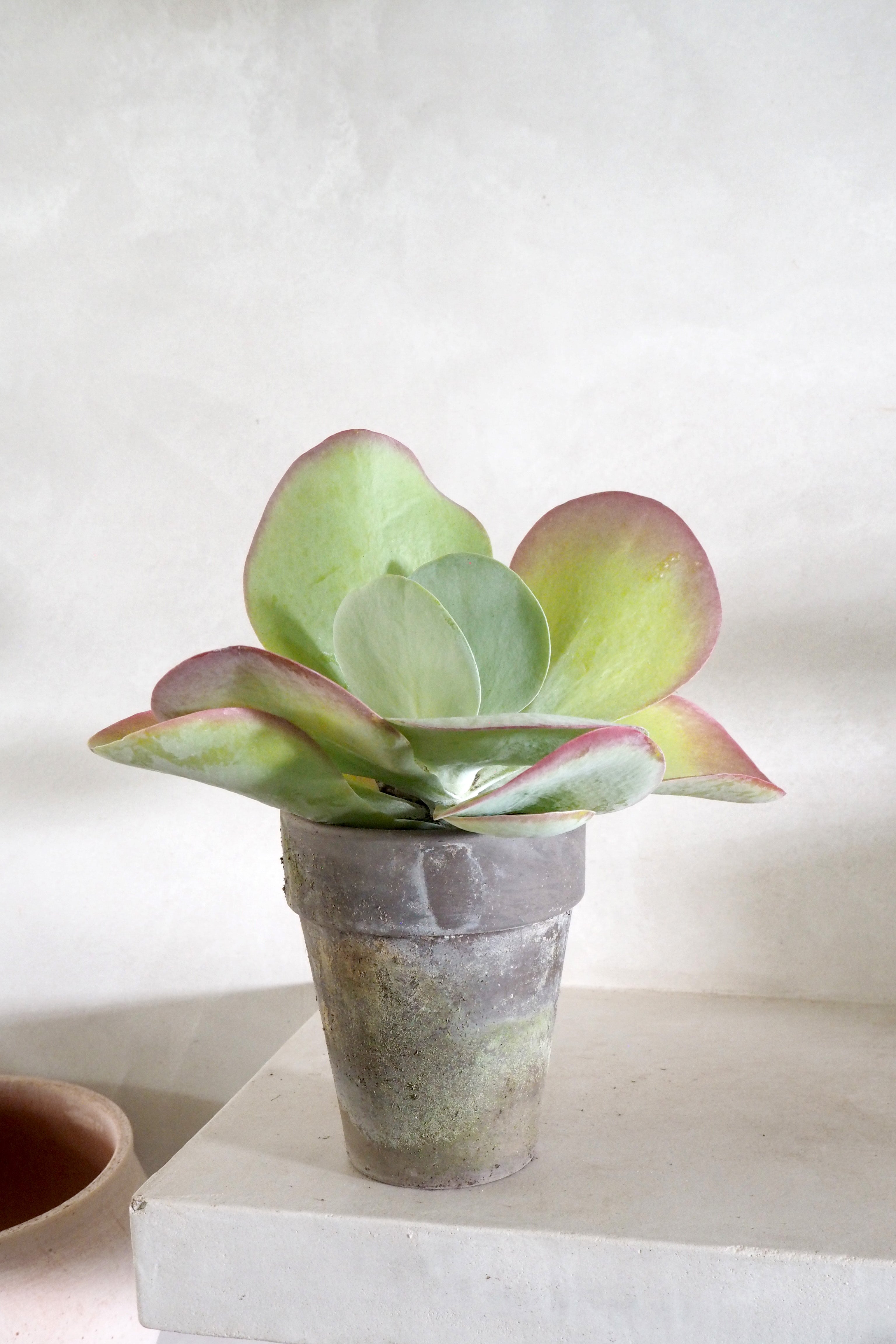 Kalancho thyrsiflora
