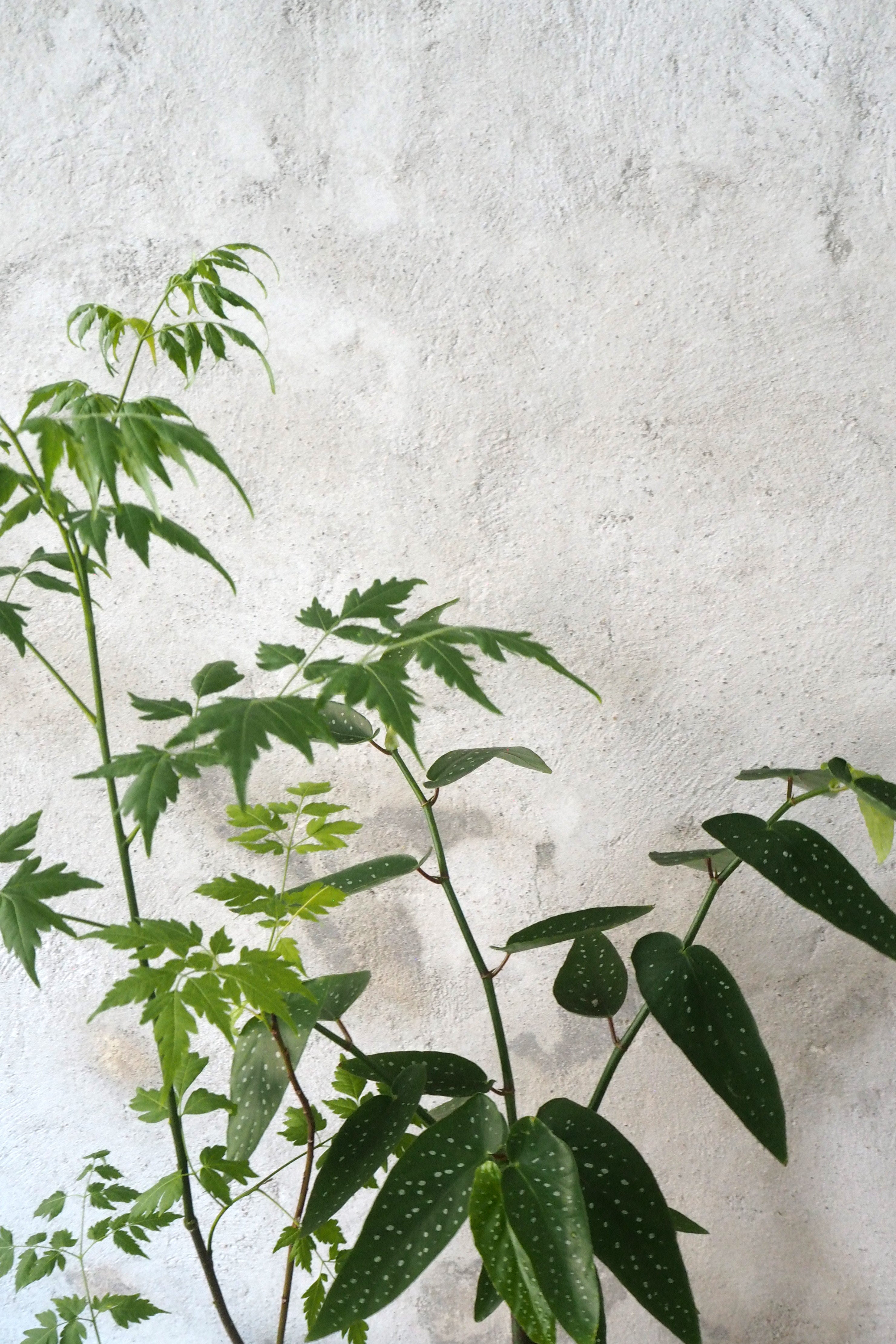 Kinesisk træ, medium