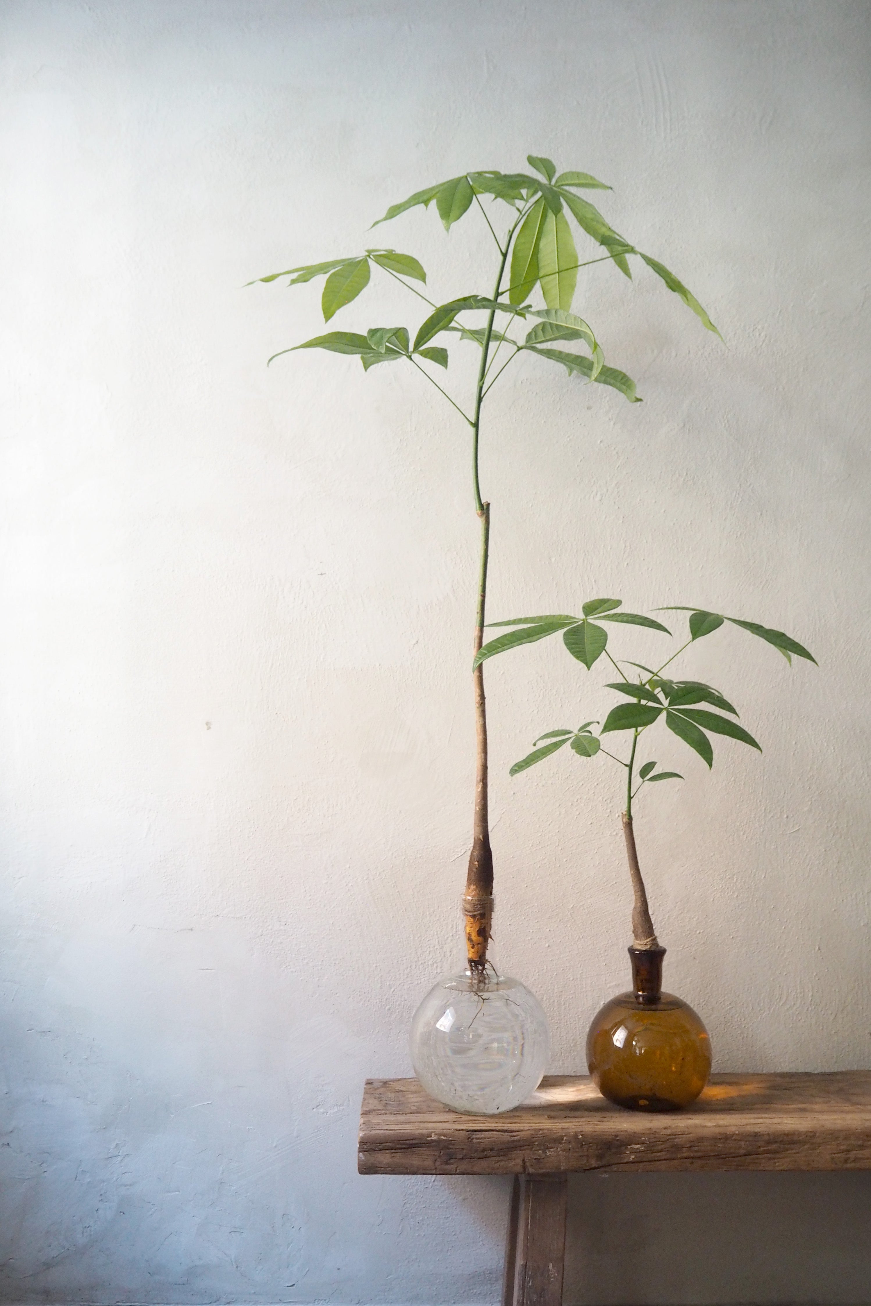 Lykkekastanje Japandi i glas, unika