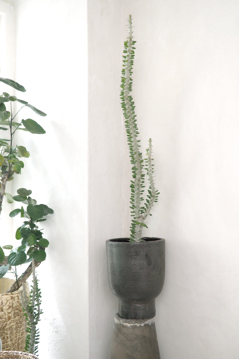 Madagaskar Ocotillo, medium