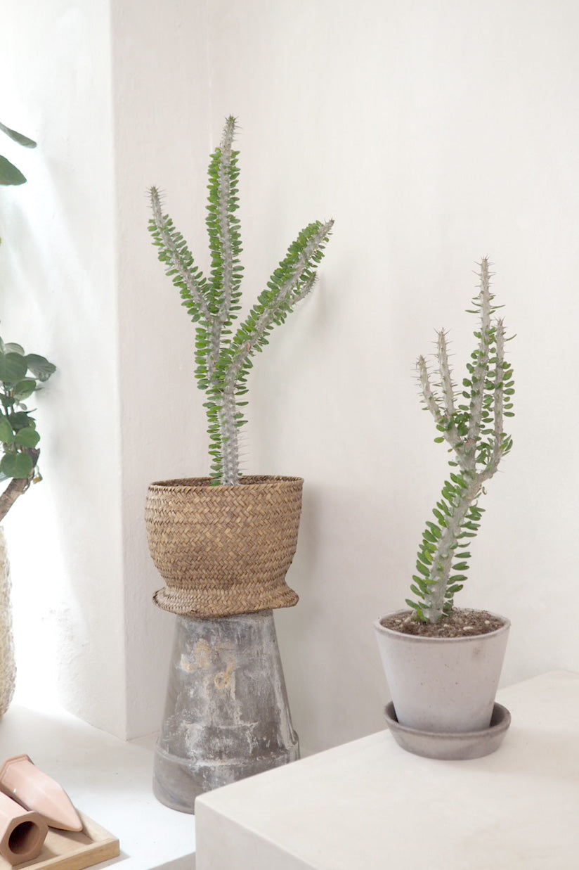 Madagaskar Ocotillo, medium