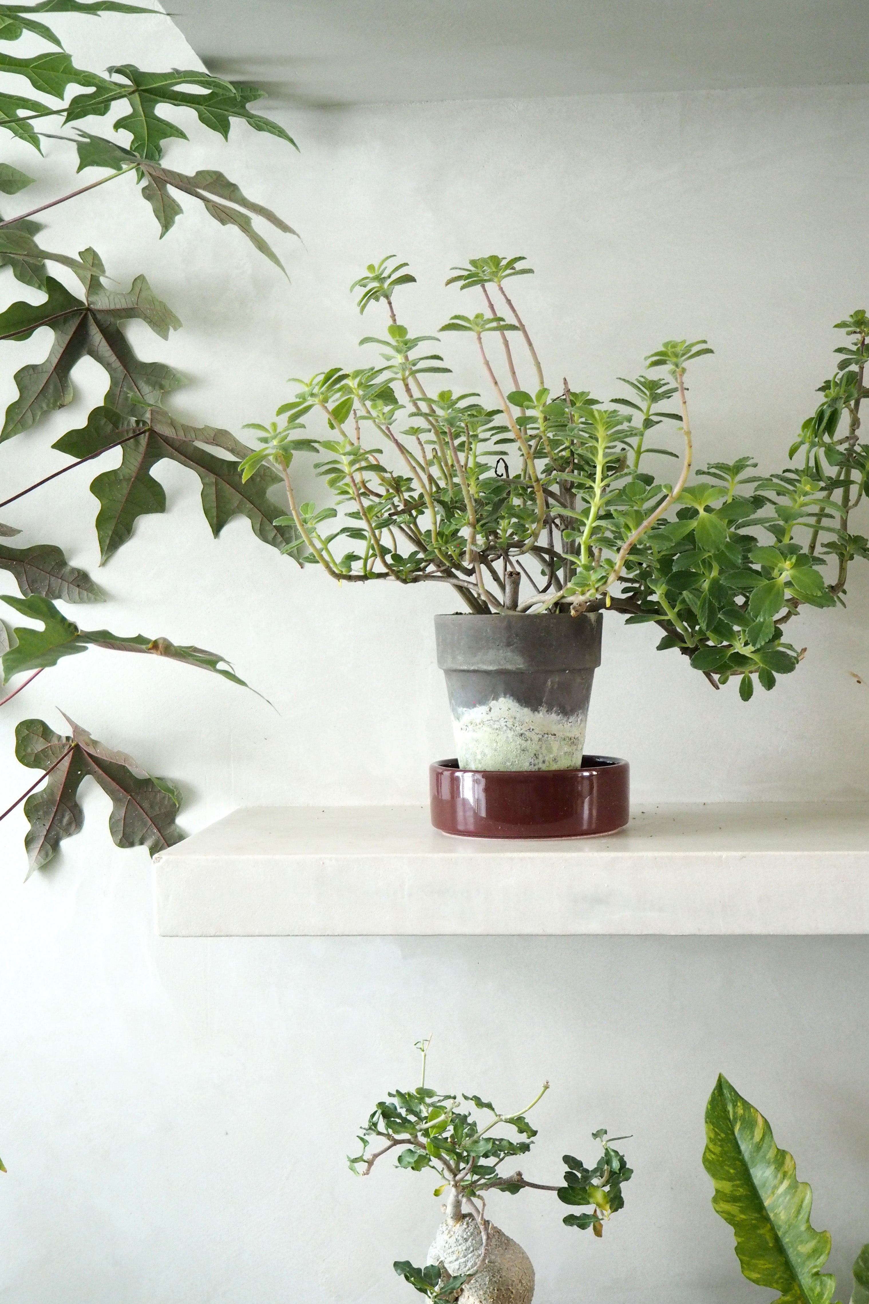 Plectranthus Malaga