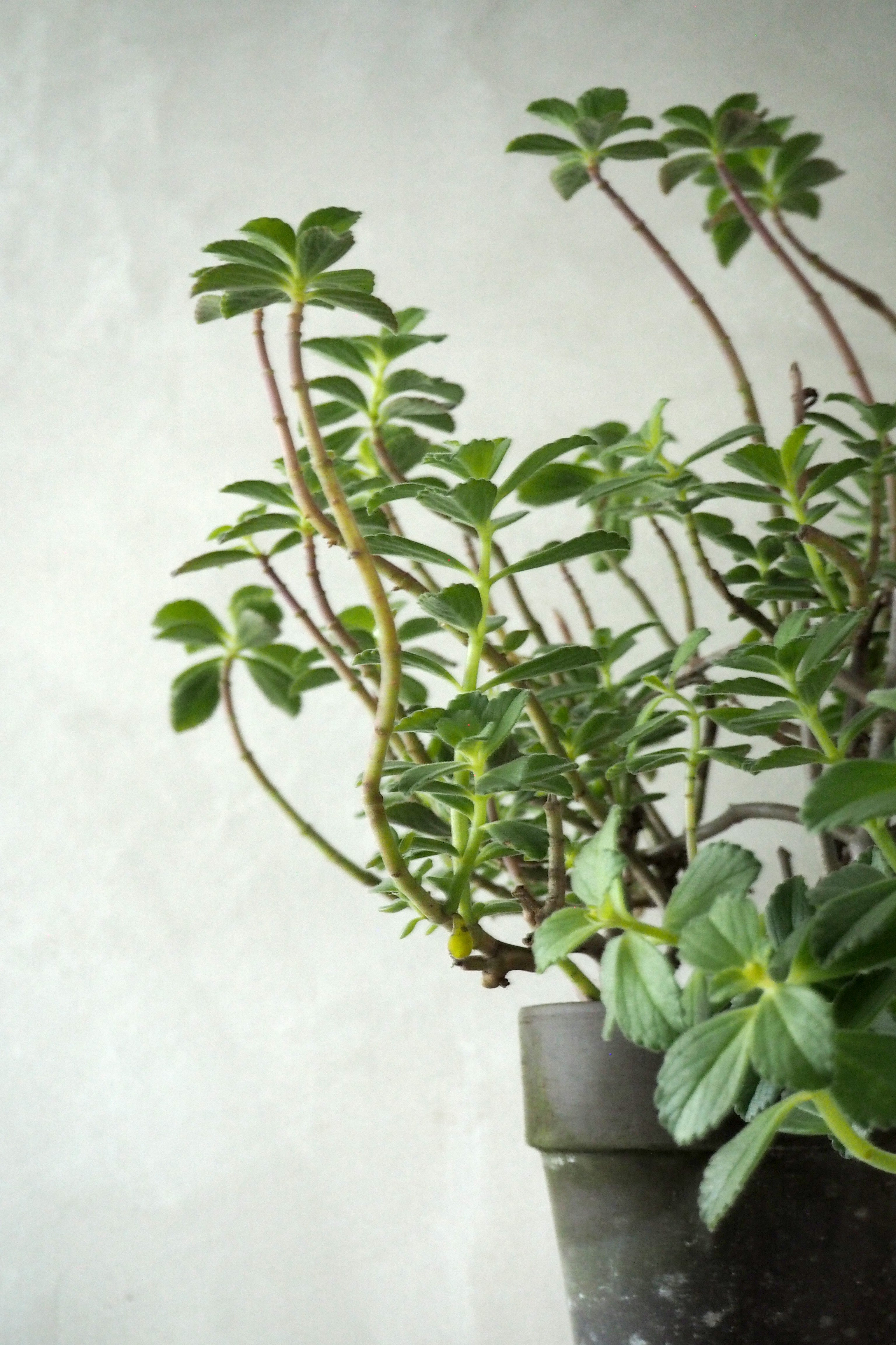 Plectranthus Malaga