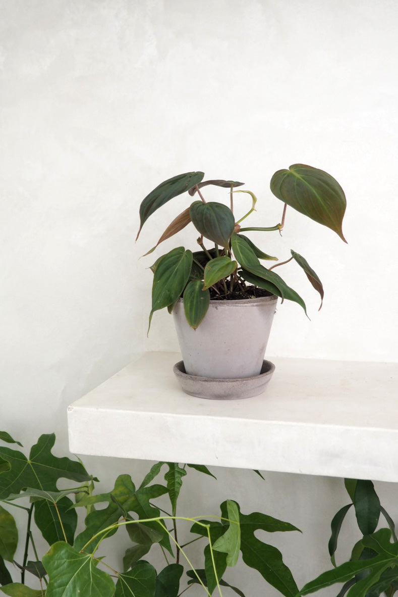 Philodendron micans