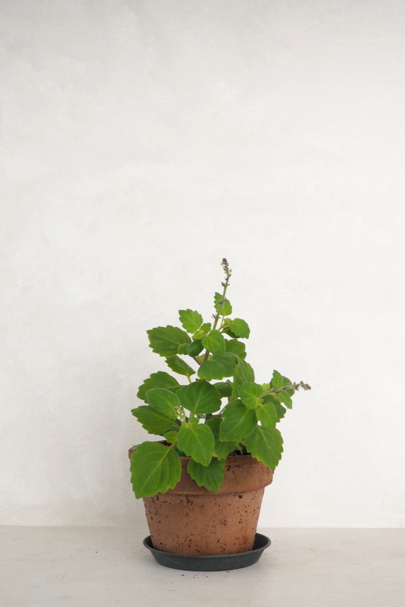 Mølplante