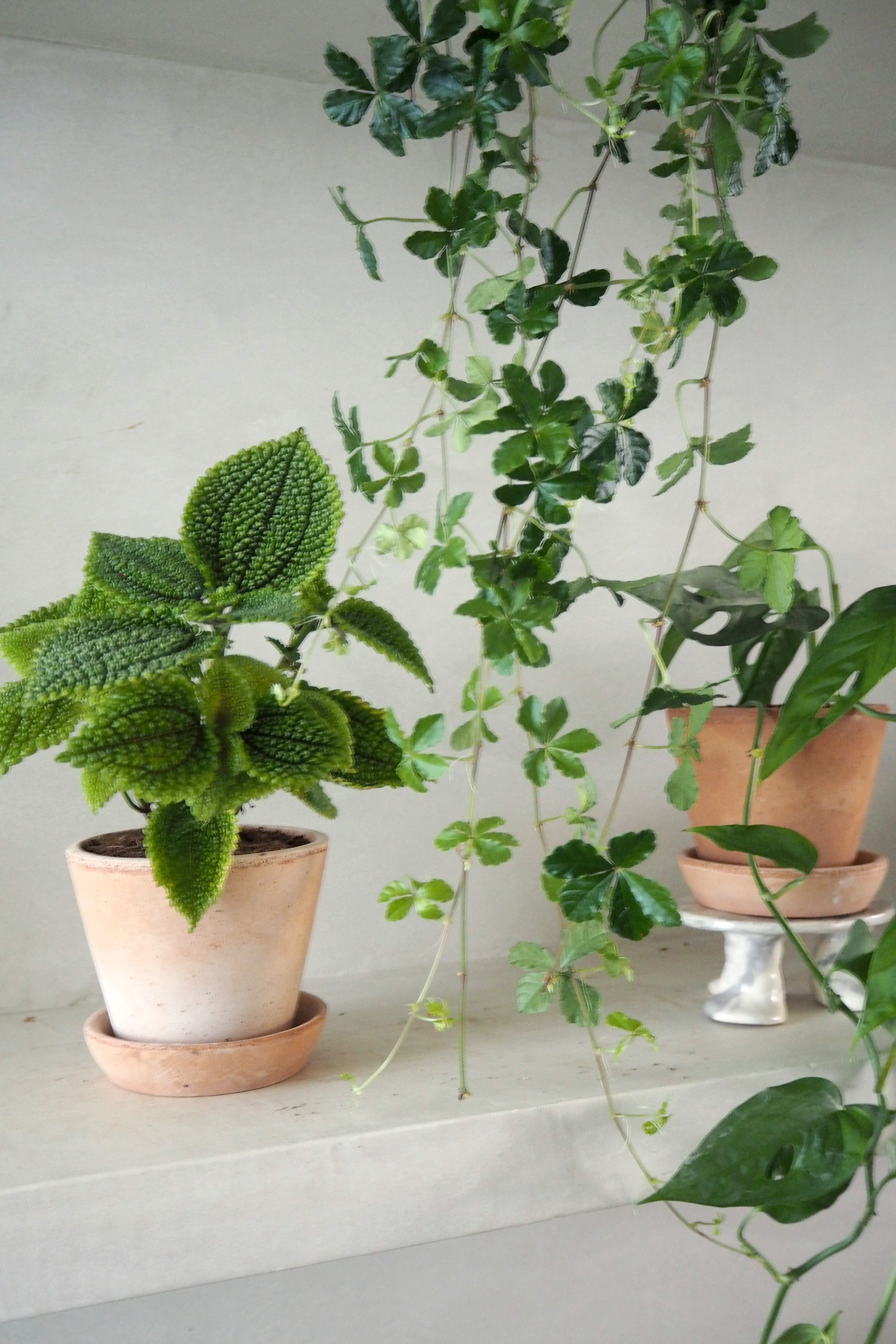 Pilea moon valley