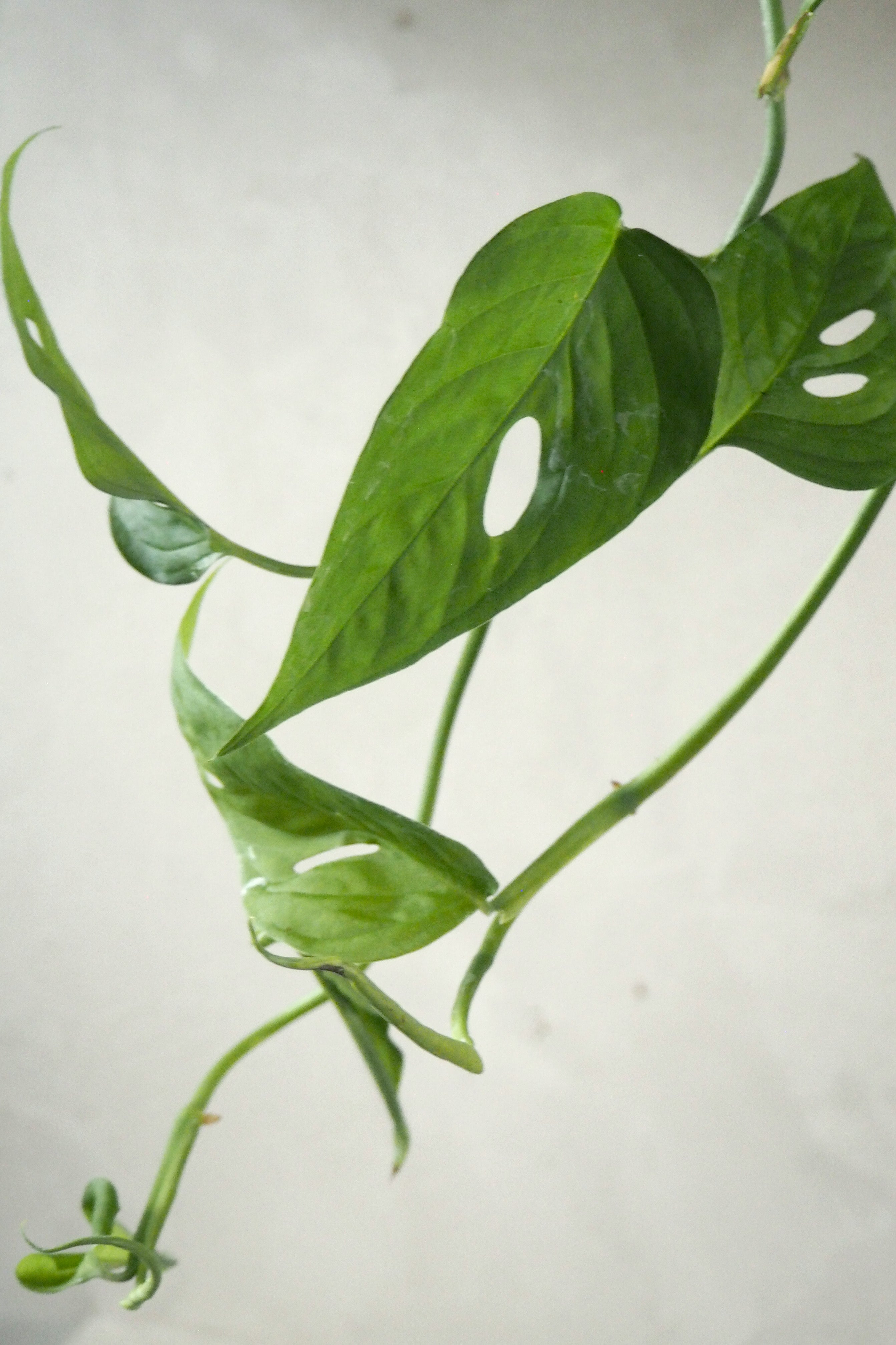 Monstera Acuminata