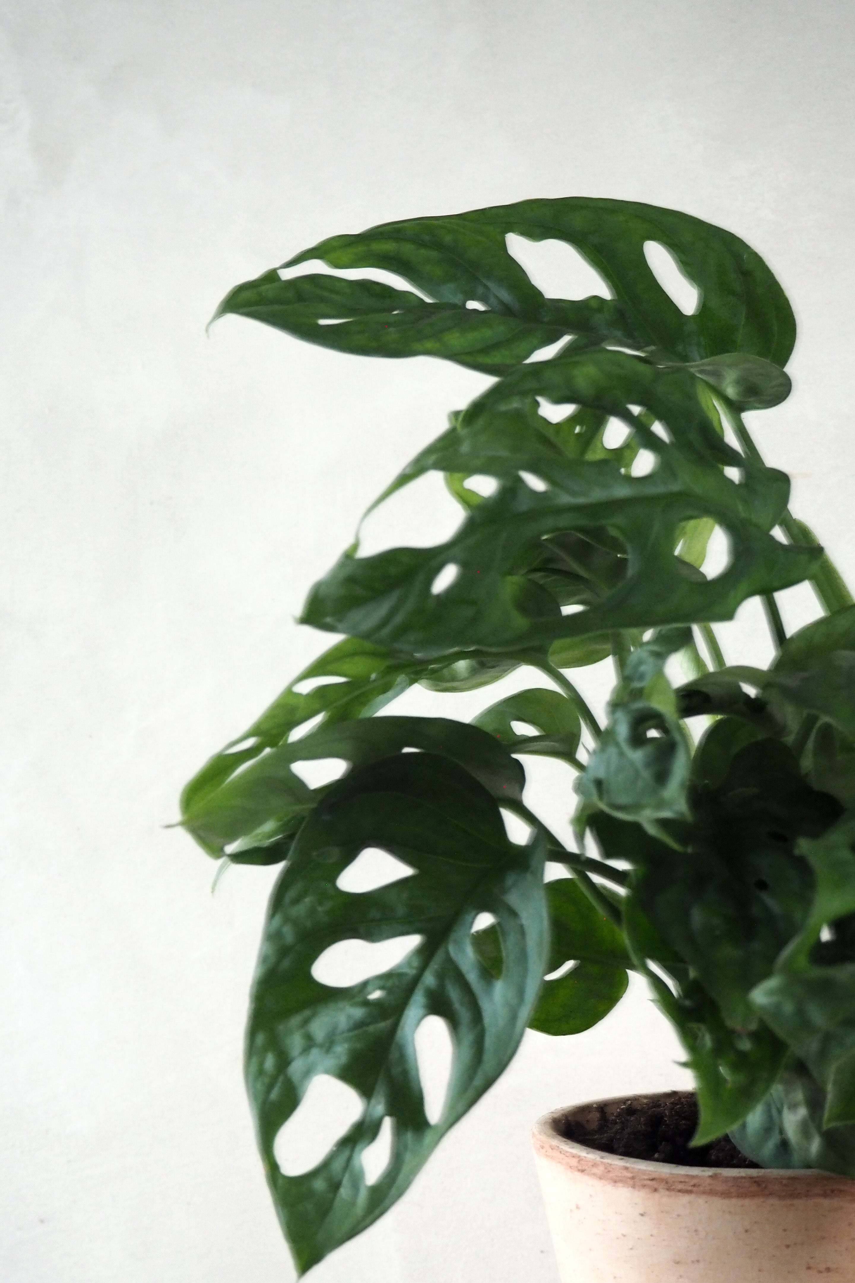 Monstera Adansonii