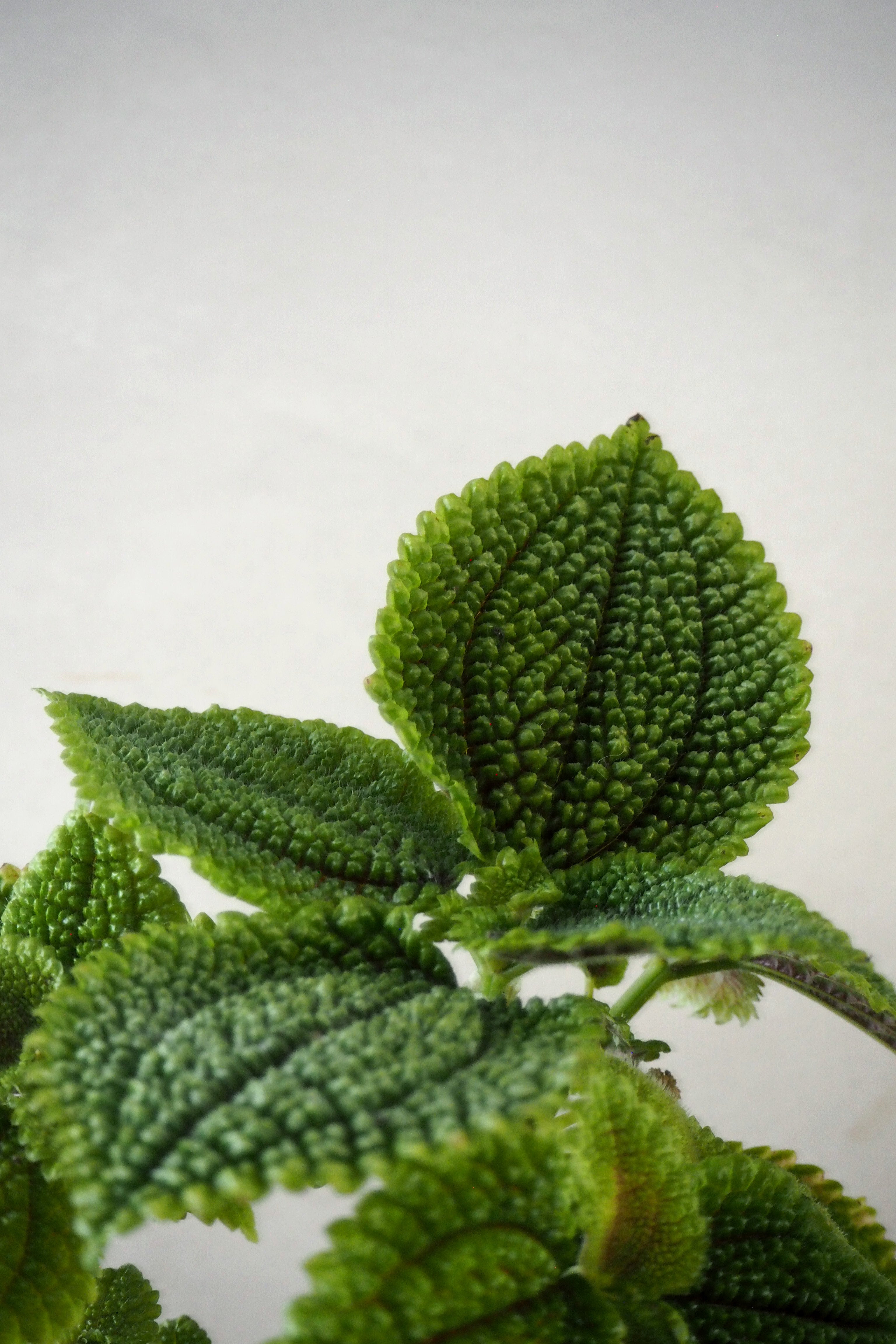 Pilea moon valley